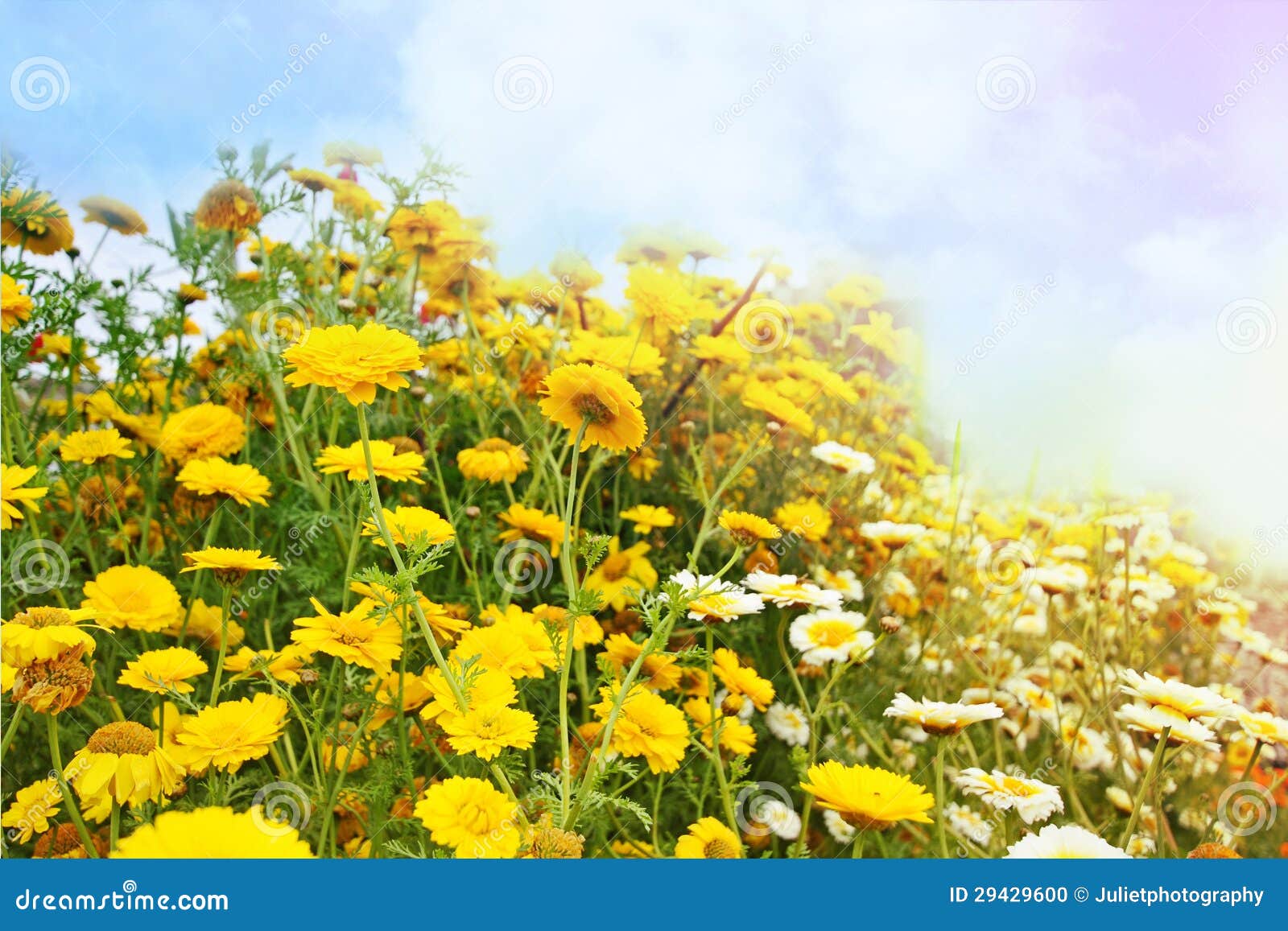 beautiful yellow sumemr flowers