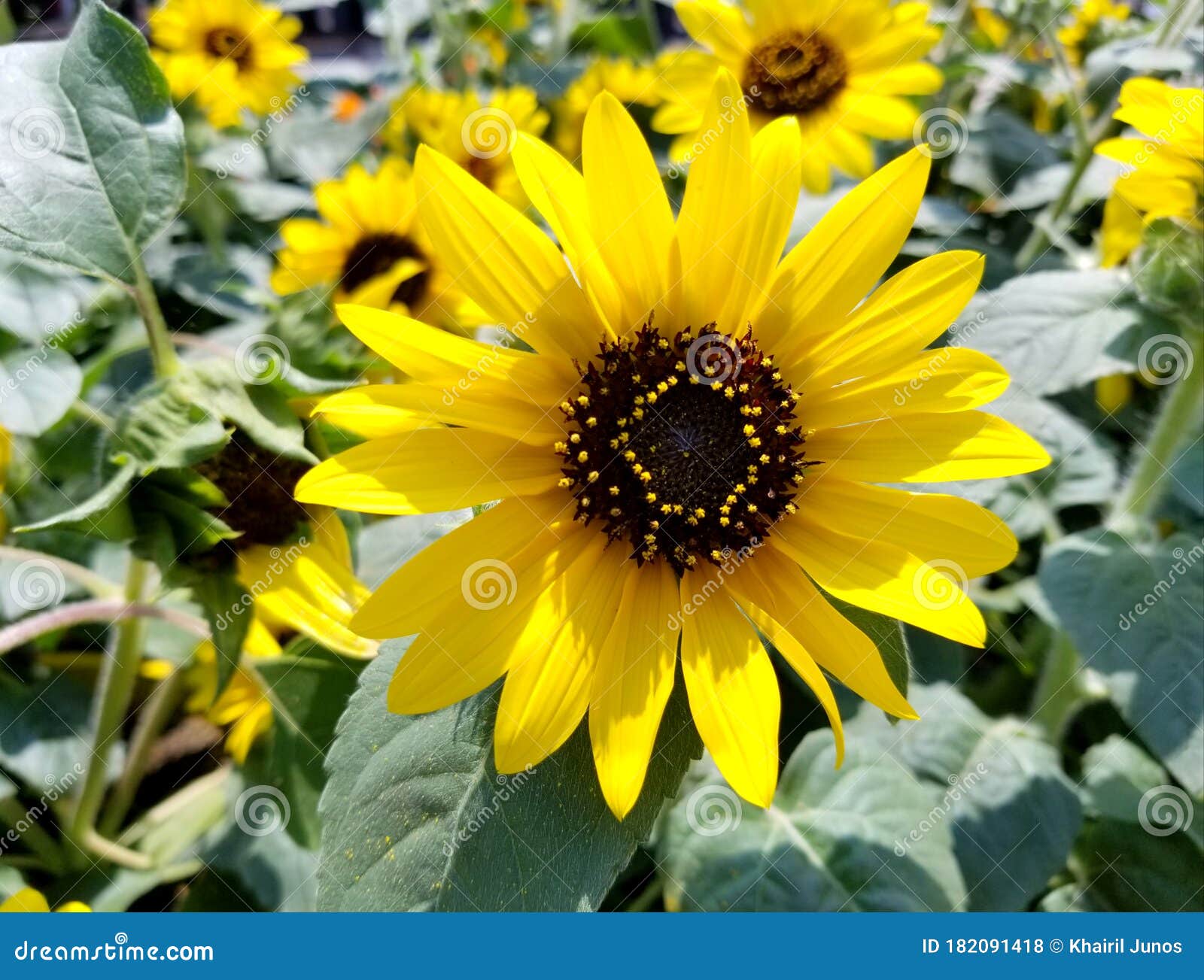 Beautiful Yellow Sunflower at Full Bloom Stock Photo Image of growth