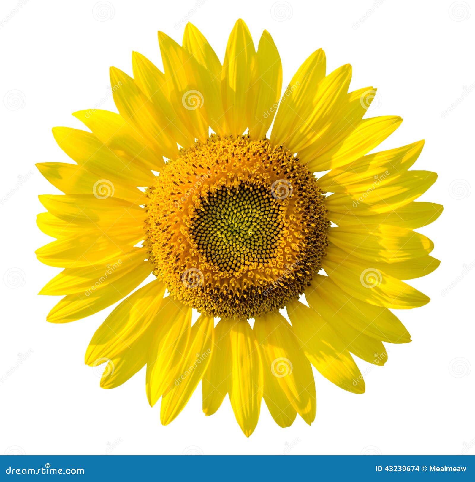 Beautiful Yellow Sunflower on White Background Stock Photo Image of