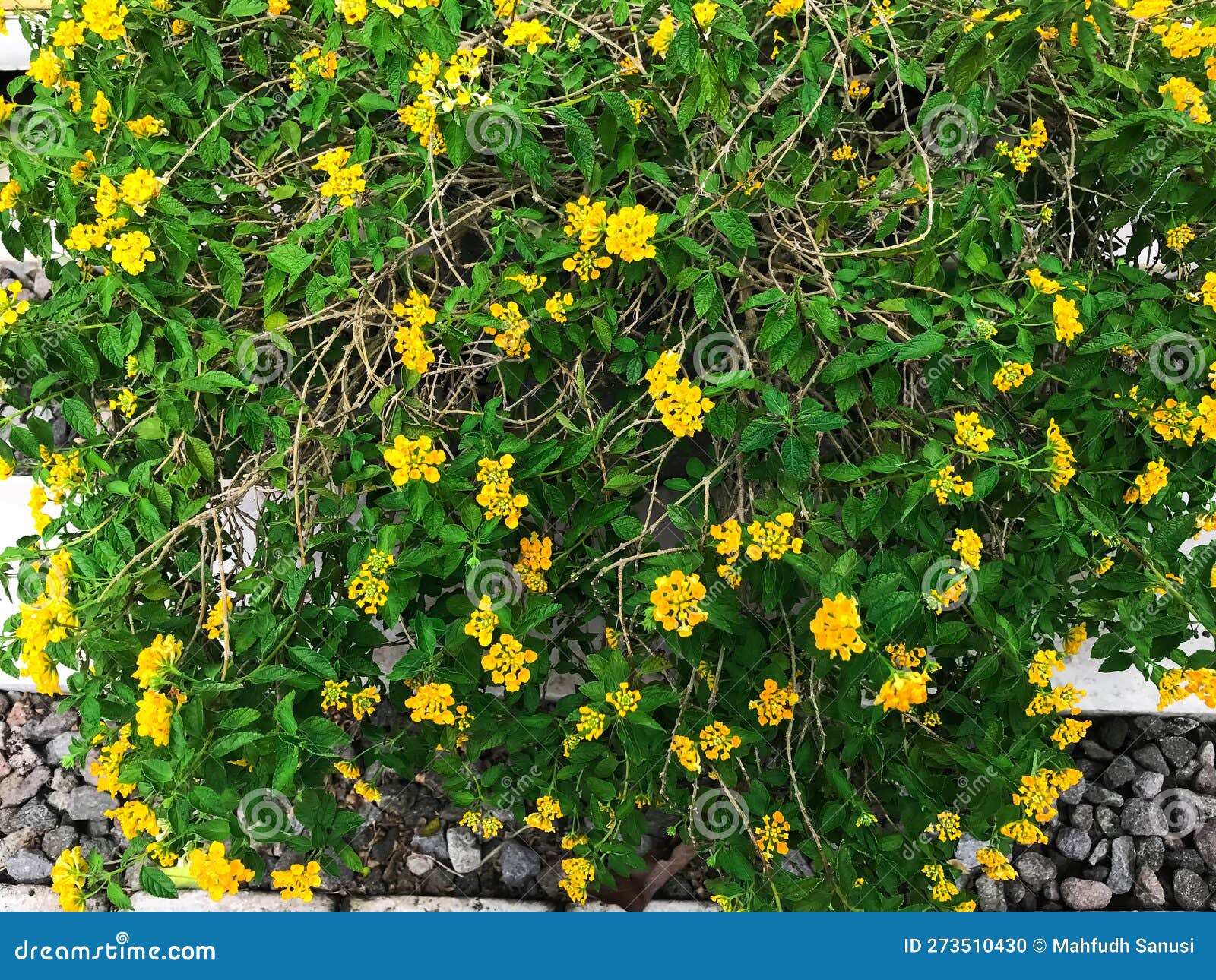 Beautiful Yellow Trailing Lantana Backdrop Stock Photo - Image of
