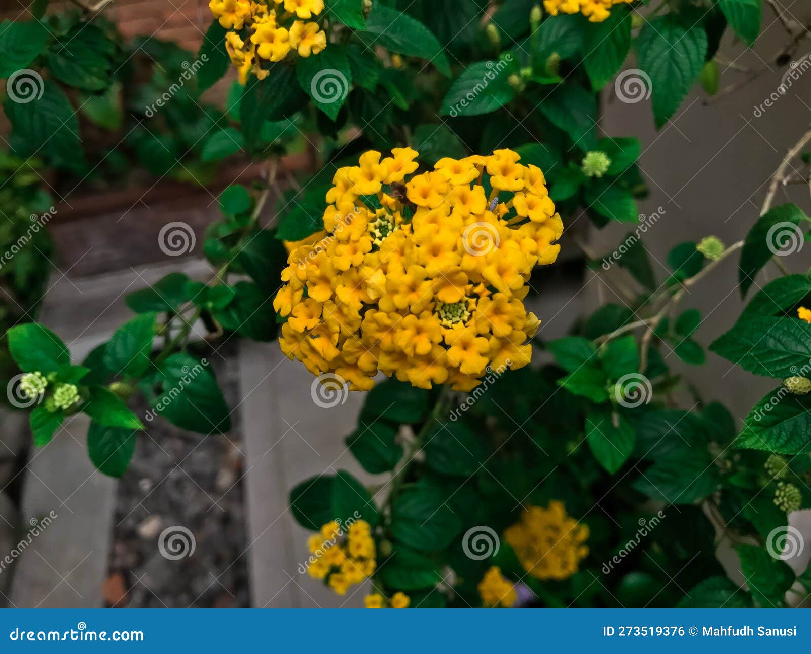 Beautiful Yellow Trailing Lantana Backdrop Stock Photo - Image of