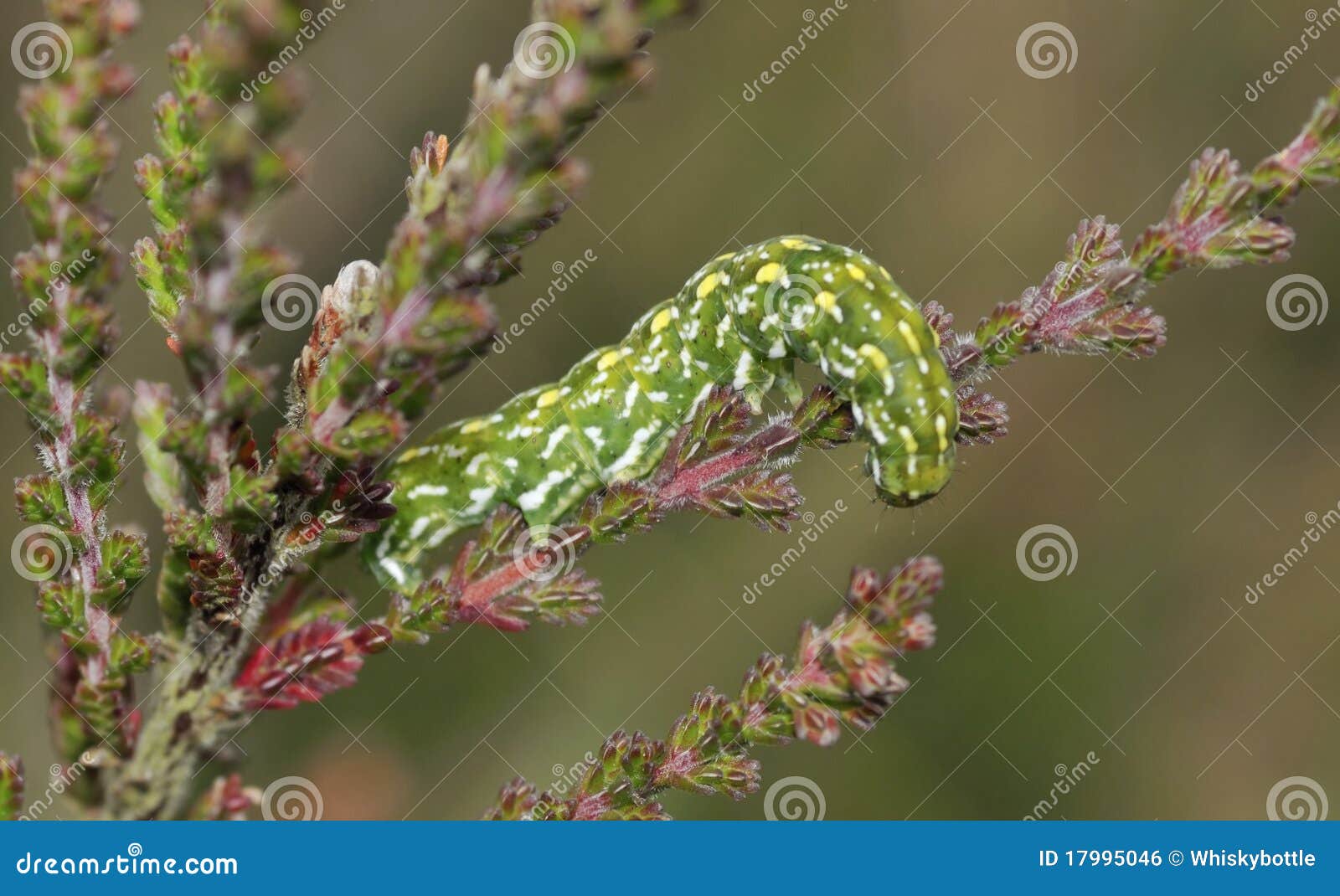 Beautiful Yellow Underwing Caterpillar Stock Photo Image of beautiful