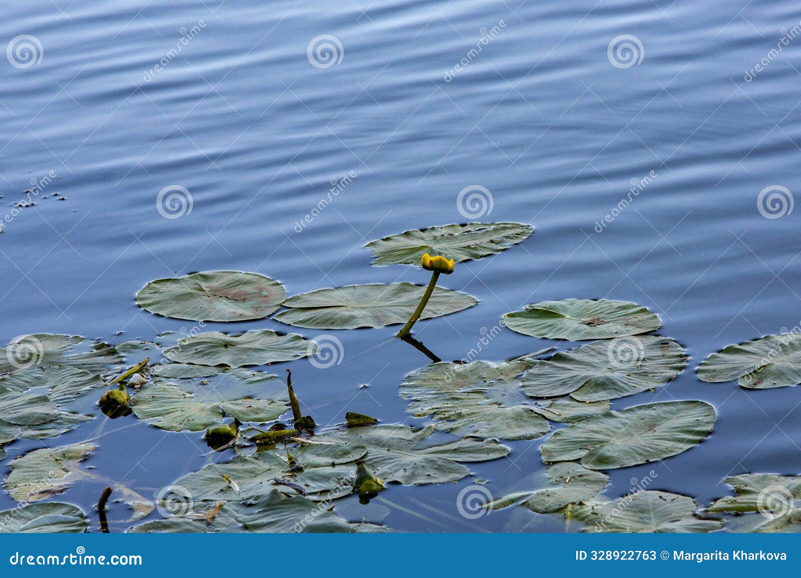 beautiful yellow water-lily in a pond. the scientific names are nuphar lutea, nuphar luteum.