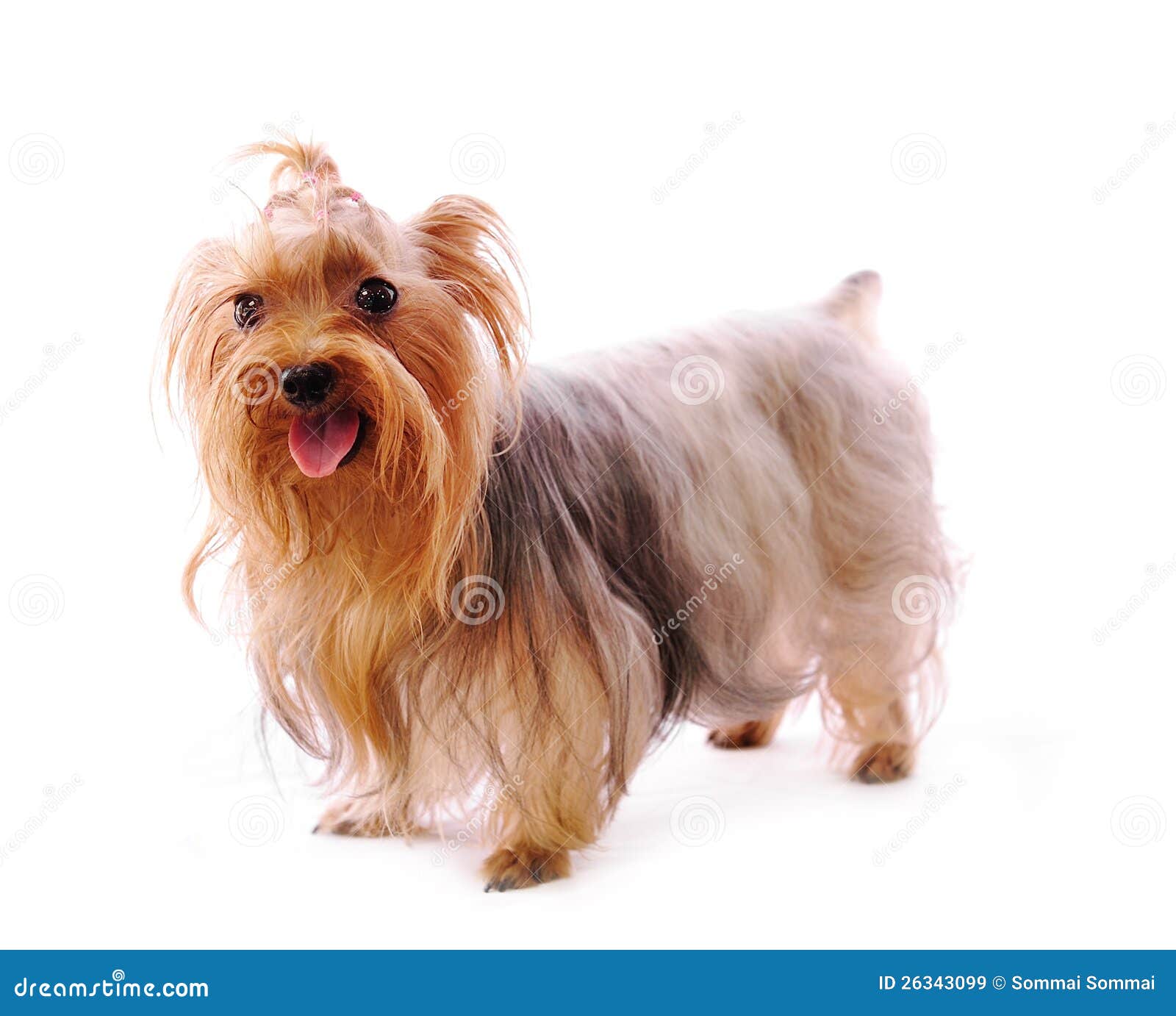 772 Yorkie Puppies Stock Photos - Free \u0026 Royalty-Free Stock Photos from  Dreamstime, image size:1600x1382