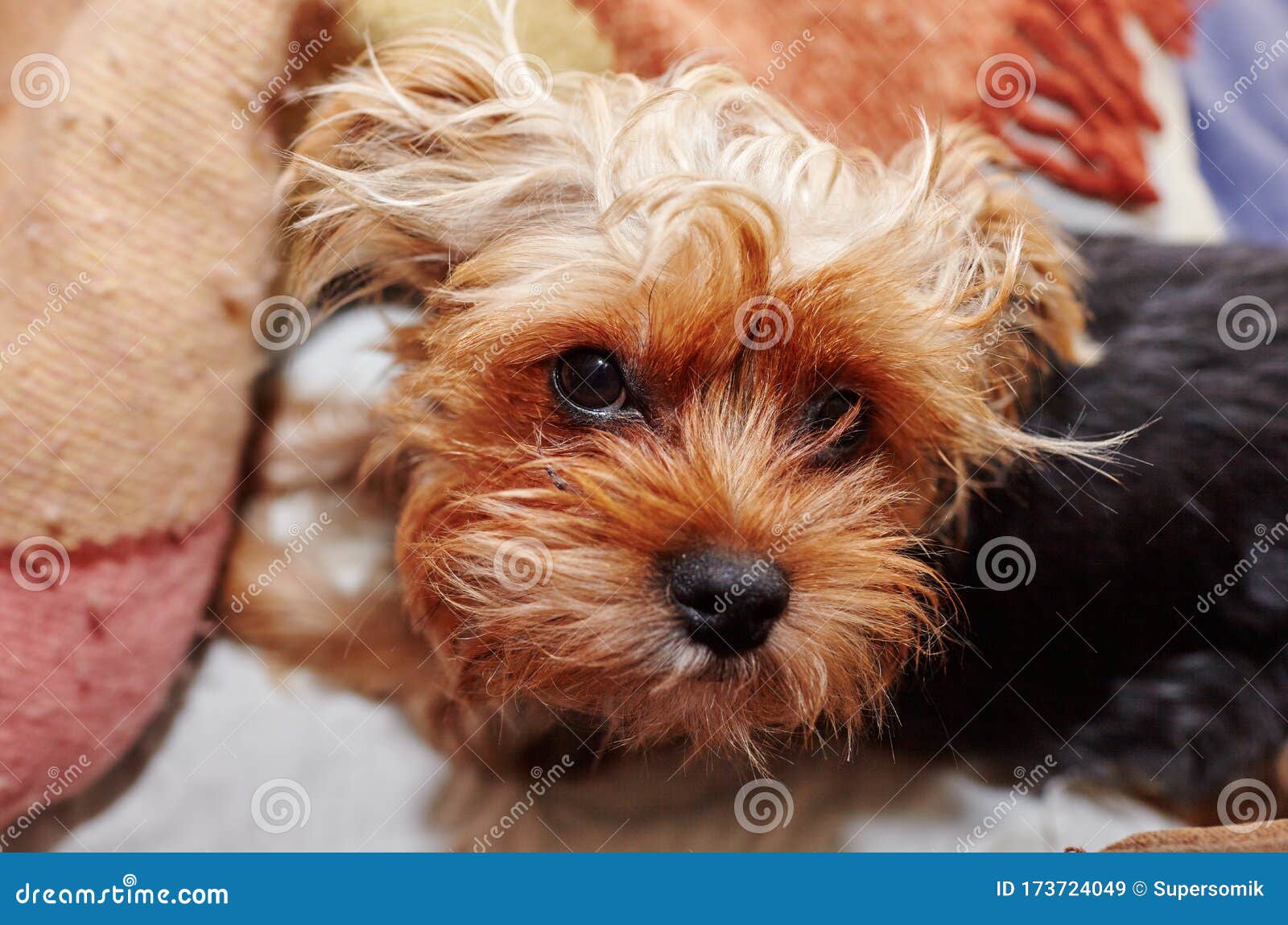 Beautiful Yorkshire Terrier on the Bed Stock Image Image of looking, blanket 173724049