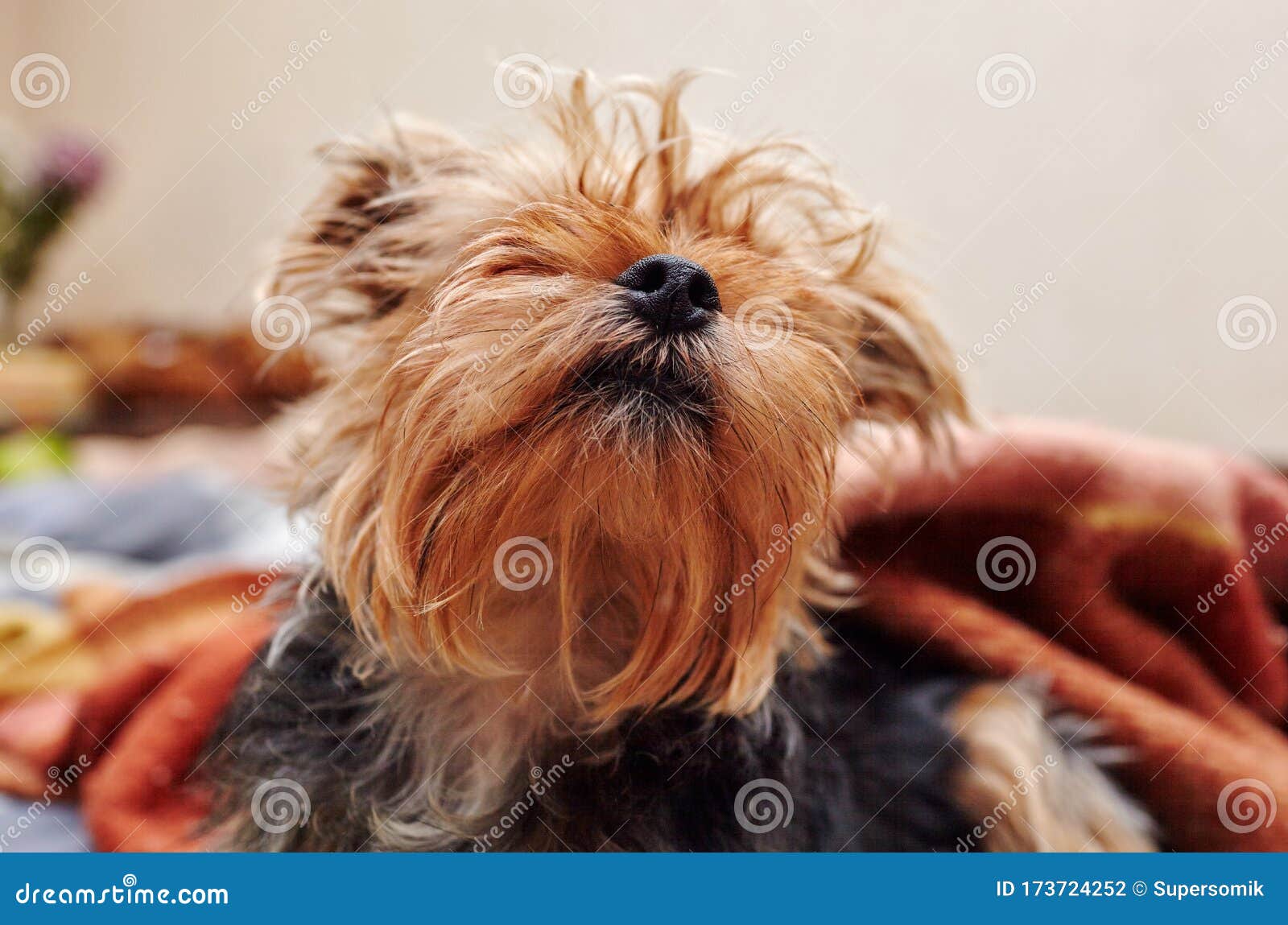 Beautiful Yorkshire Terrier on the Bed Stock Photo Image of brown