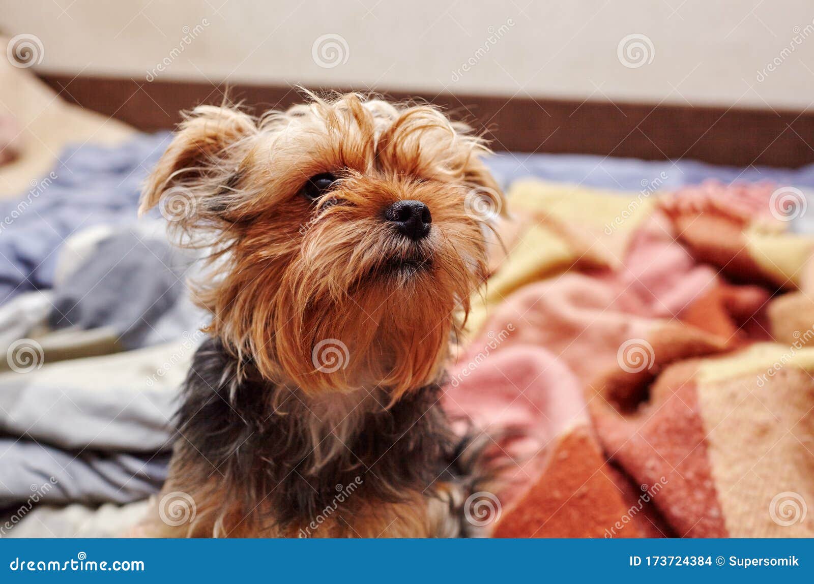 Beautiful Yorkshire Terrier on the Bed Stock Photo Image of black