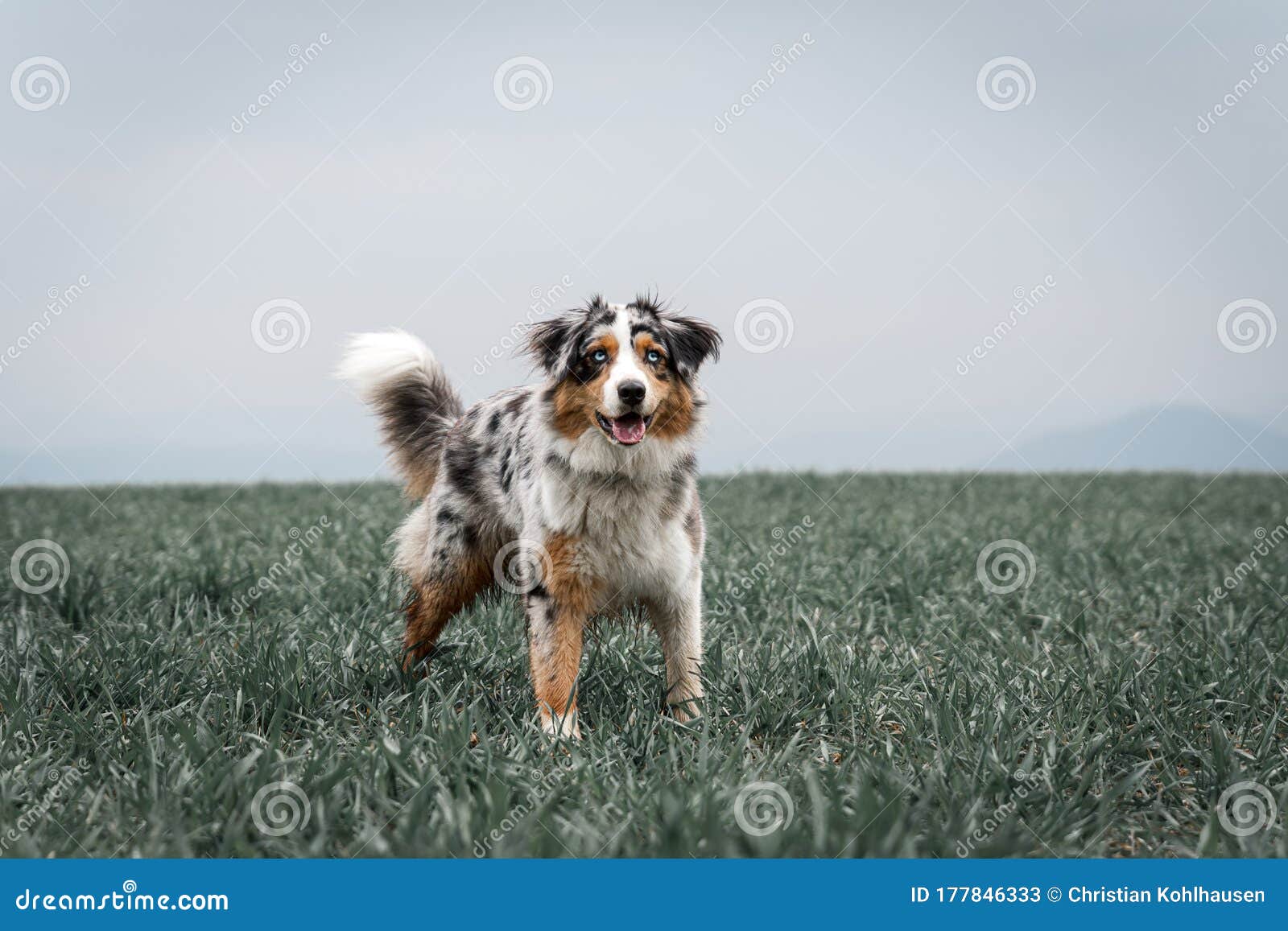 Beautiful Young Australian Shepherd Standing on a Green Field Stock ...