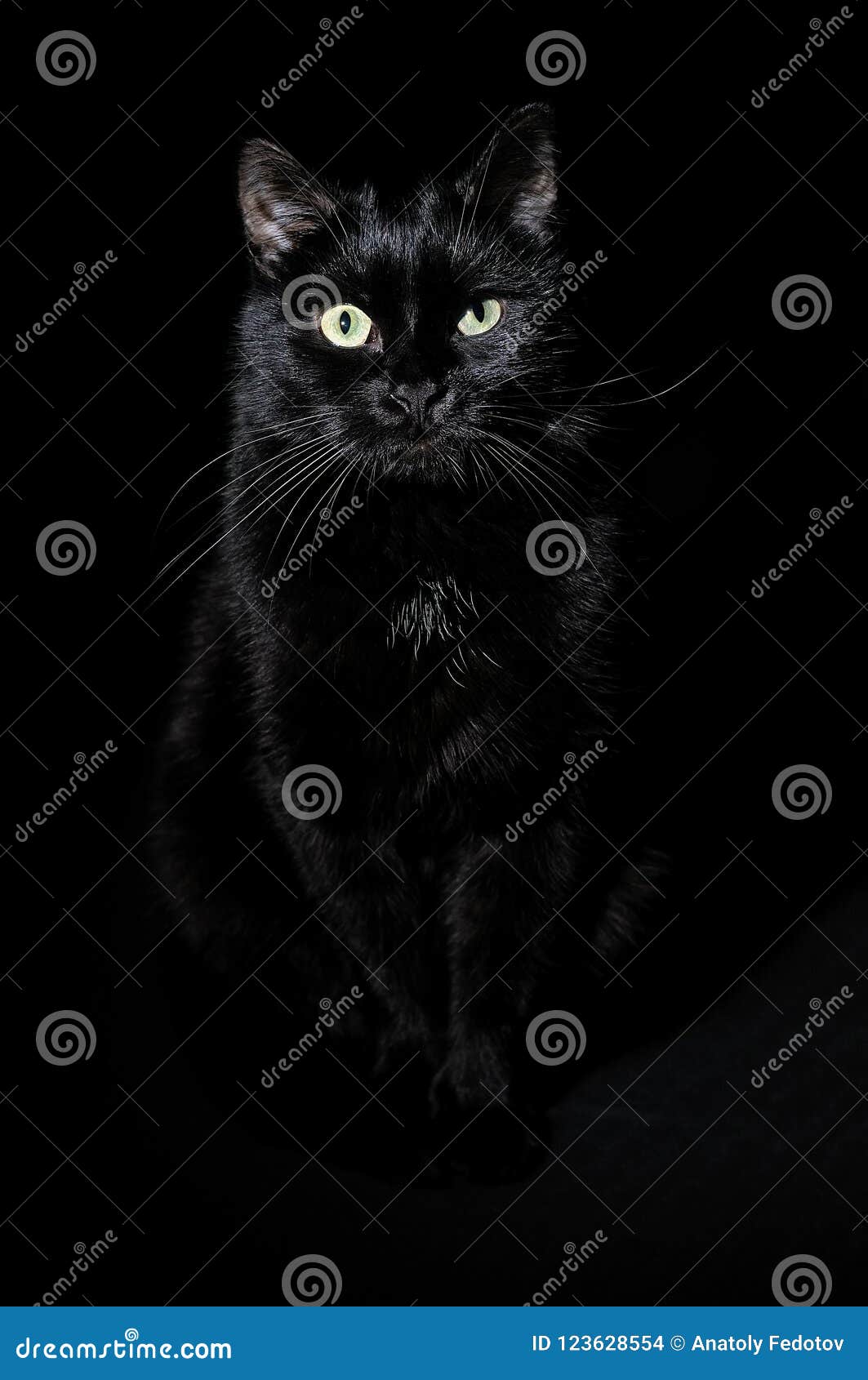 Mèo đen trên nền đen - Nếu bạn đang muốn trở thành một nhiếp ảnh gia chuyên nghiệp hoặc chỉ đơn giản là yêu thích chụp ảnh mèo, hãy cùng chiêm ngưỡng một bức ảnh đáng yêu với một chú mèo đen trên nền đen. Chắc chắn bạn sẽ bị cuốn hút bởi độ dễ thương và bí ẩn của chú mèo này.