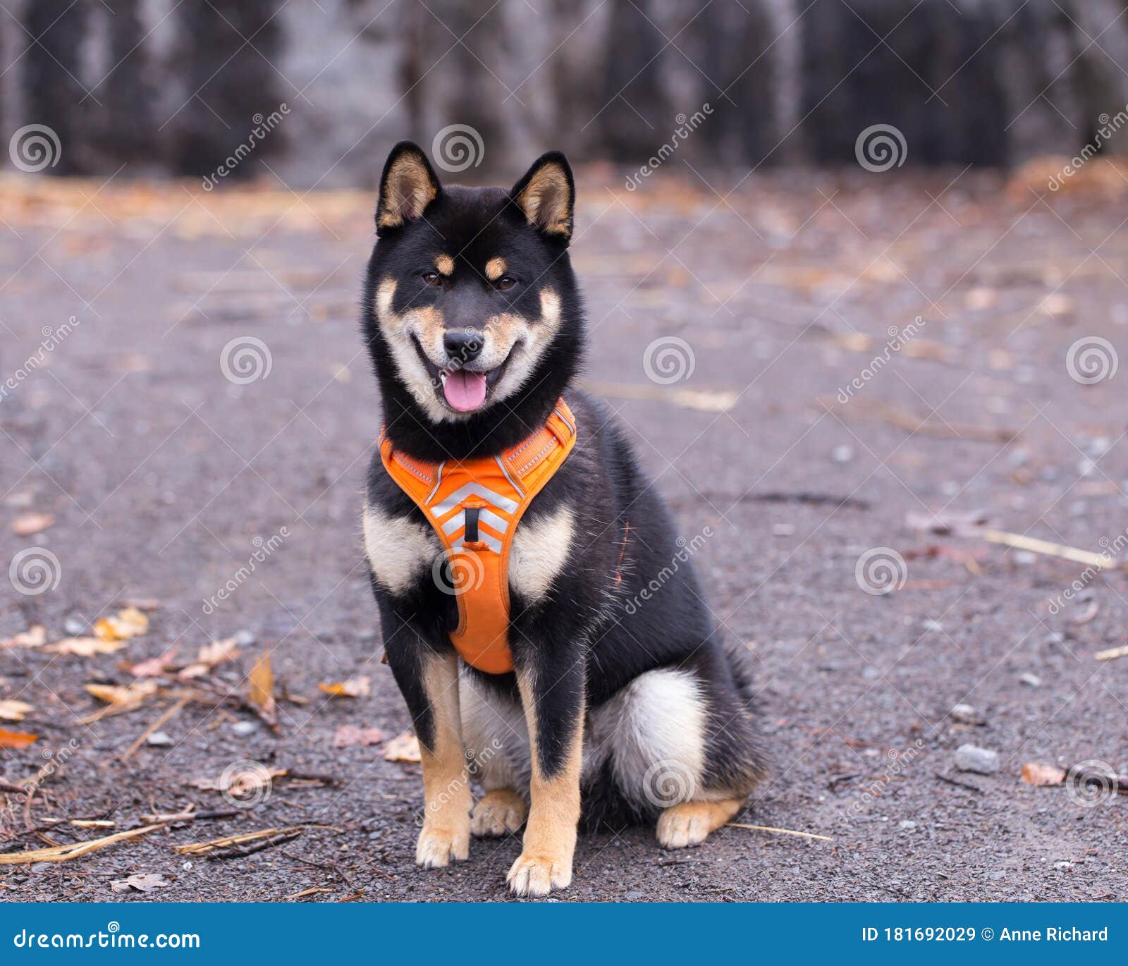 Beautiful Young Black And Tan Shiba Inu Dog Sitting In Park With Mouth Open Stock Image Image Of Animal Compact Beautiful Young Black And Tan Shiba Inu Dog Sitting In Park With Mouth Open Stock Image Image Of Animal Compact