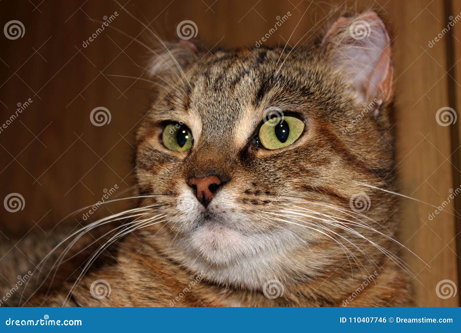 A Cat that Looks Like a Lynx Stock Photo - Image of house, loved: 110407746
