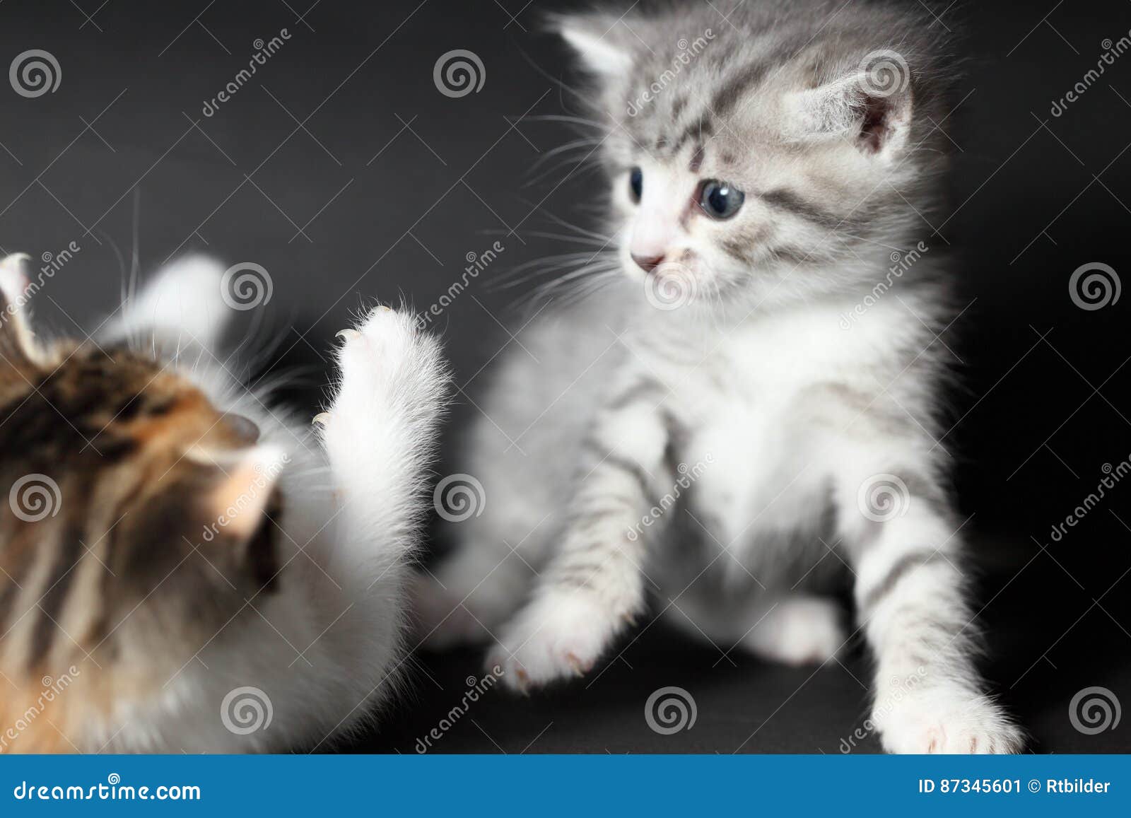 Beautiful Young Cats are Playing Stock Image Image of looking