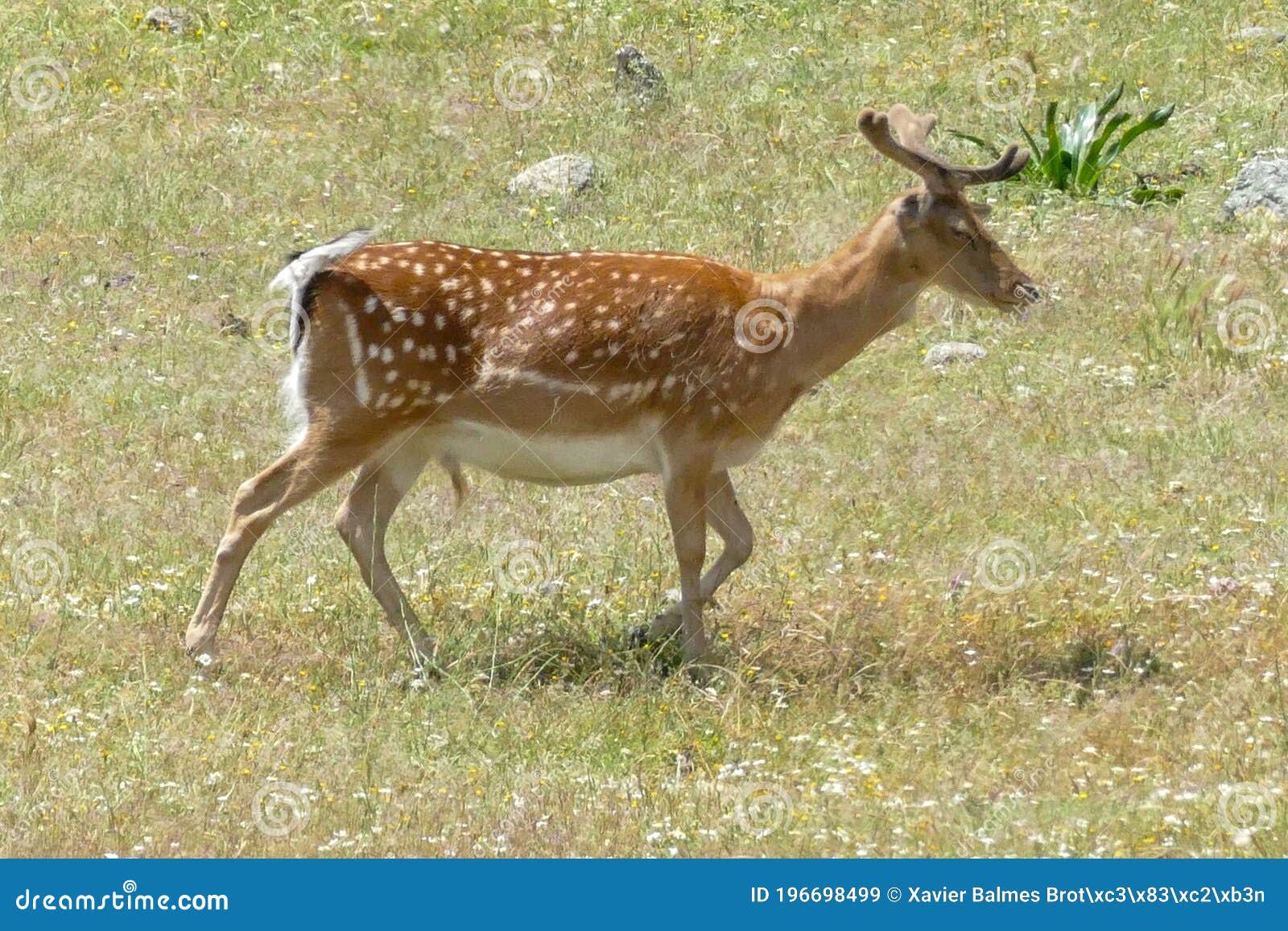 beautiful young fallow deer in a meadow