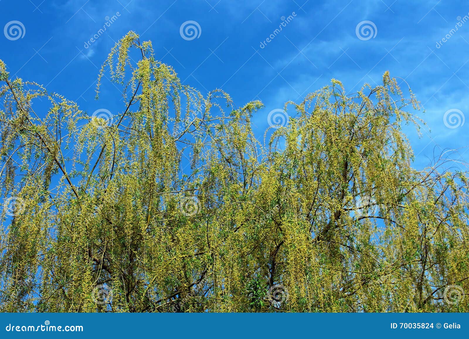 Beautiful Young Green Willow Tree Leaves Stock Photo Image of organic