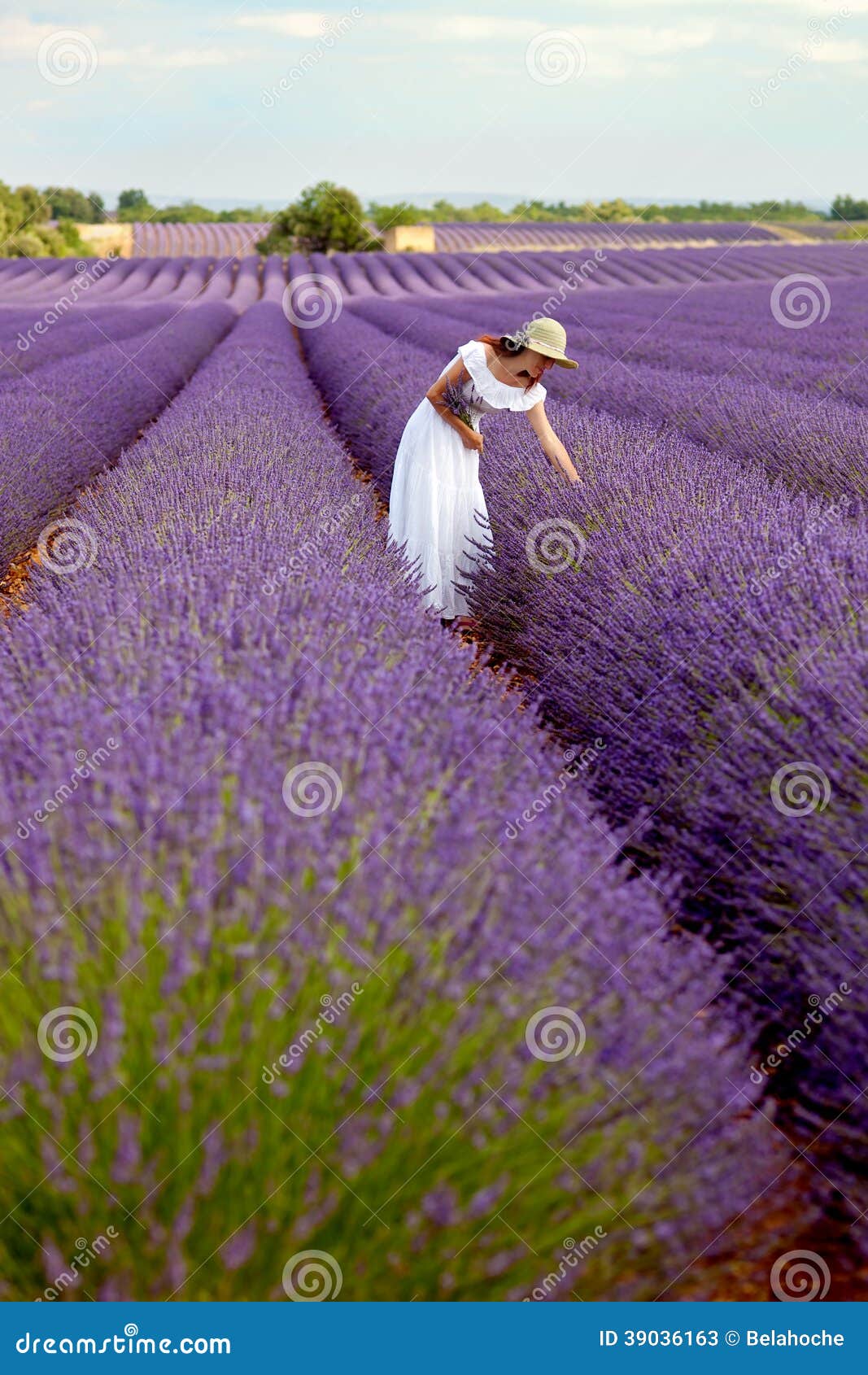 Lavenders Longshot
