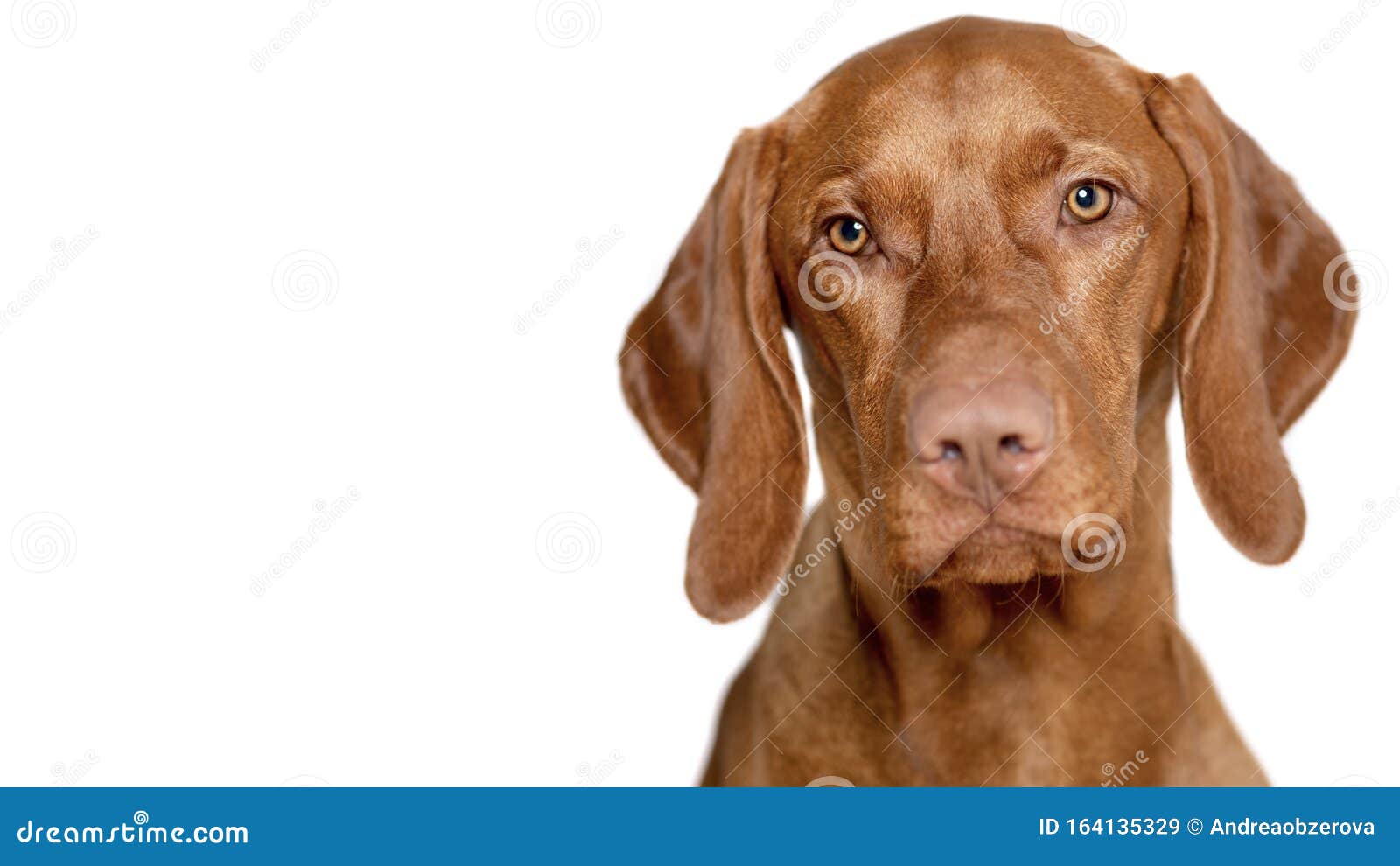 Beautiful Young Male Magyar Vizsla Dog Studio Portrait. Vizsla