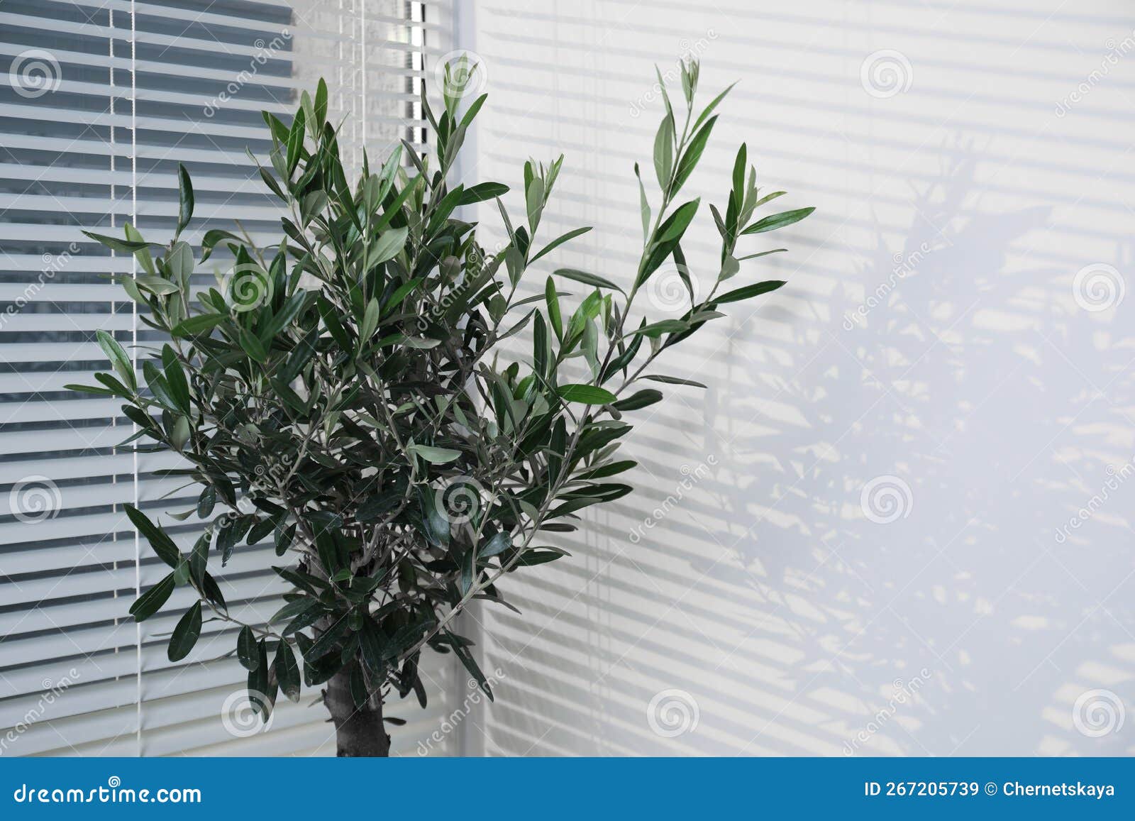 Beautiful Young Olive Tree Near Window Indoors. Interior Element Stock