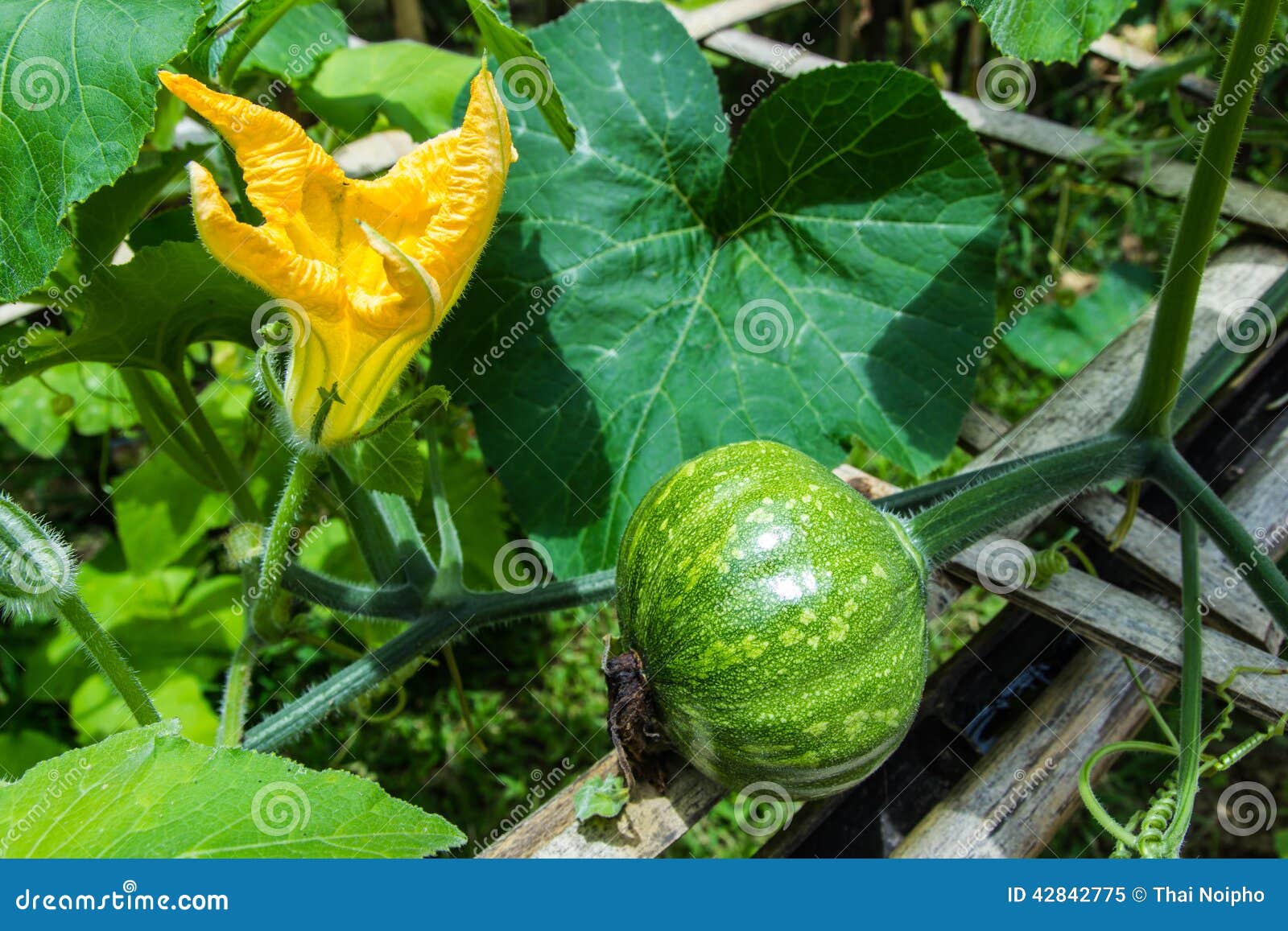 beautiful young pumpkins on the field