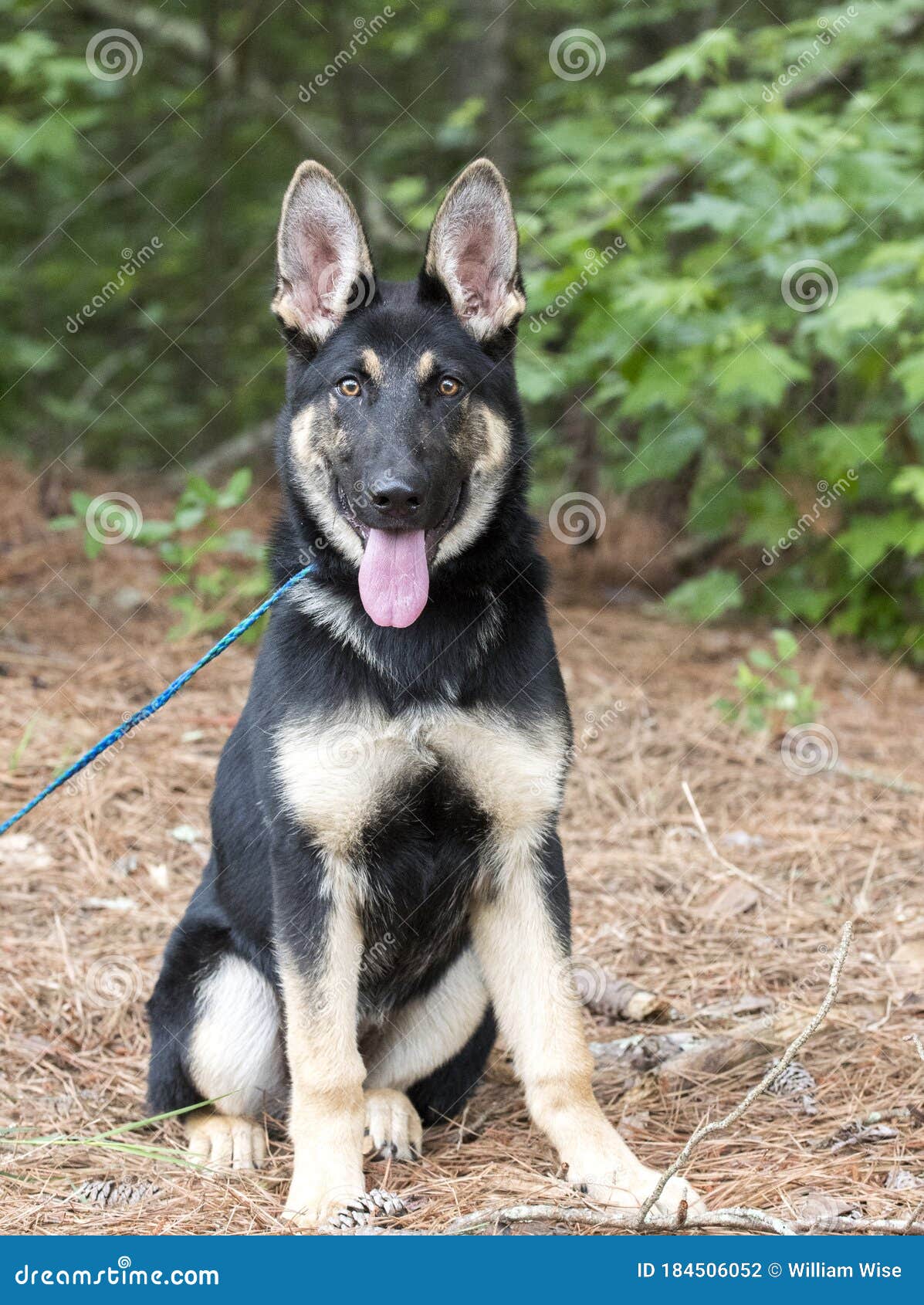 female german shepherd for adoption