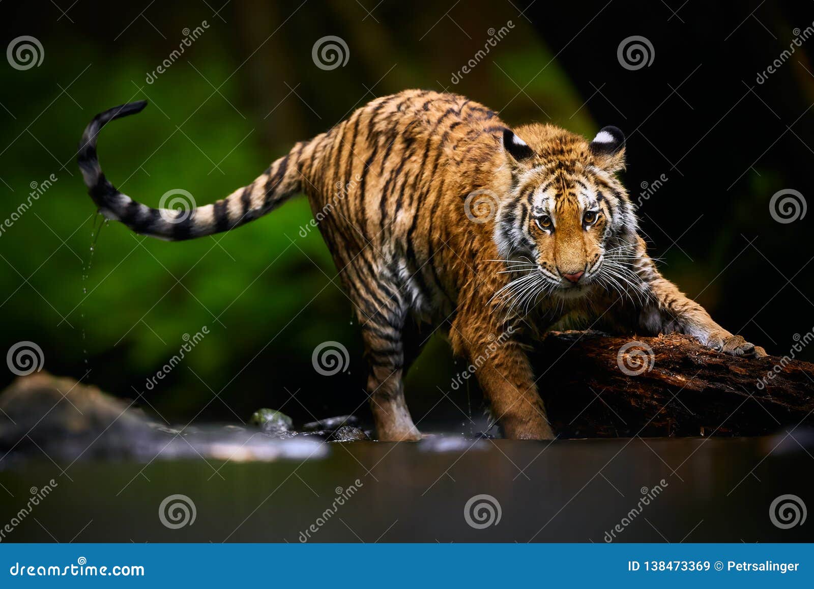 beautiful young siberian tiger - panthera tigris altaica is playing in the river with big wood. action wildlife scene.