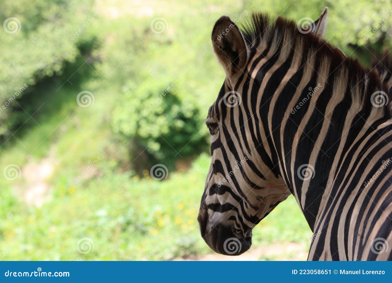 beautiful zebras wild animals herbivores fast stripes