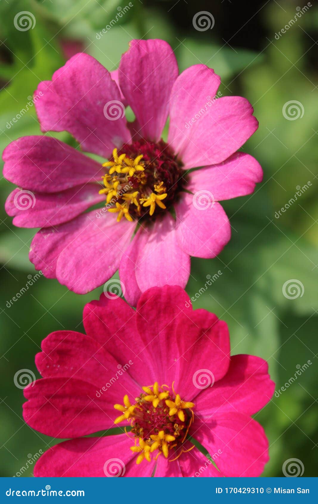 Beautiful Zinnia Flower From Indonesia Stock Photo Image Of Found Zinnia 170429310