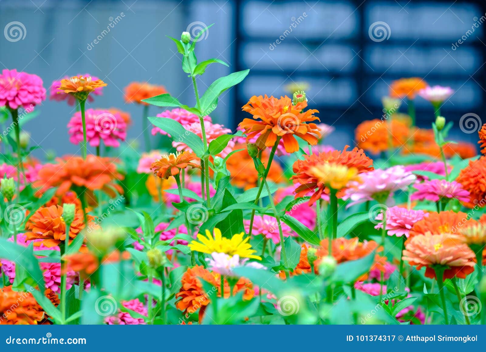 Beautiful Zinnia Flowers Are Blooming In Garden Stock Image Image Of Park Nature 101374317