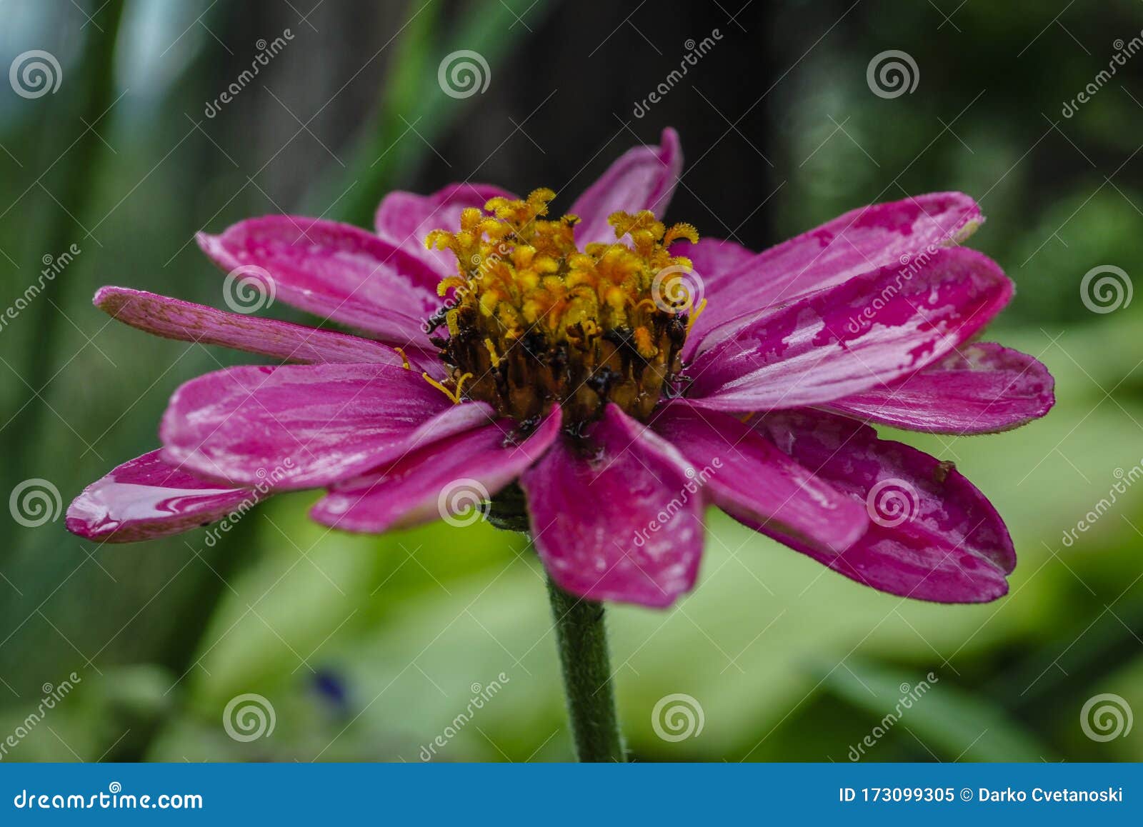 Beautiful Zinnia Flowers In In The Home Garden Stock Image Image Of Yellow Beautiful 173099305