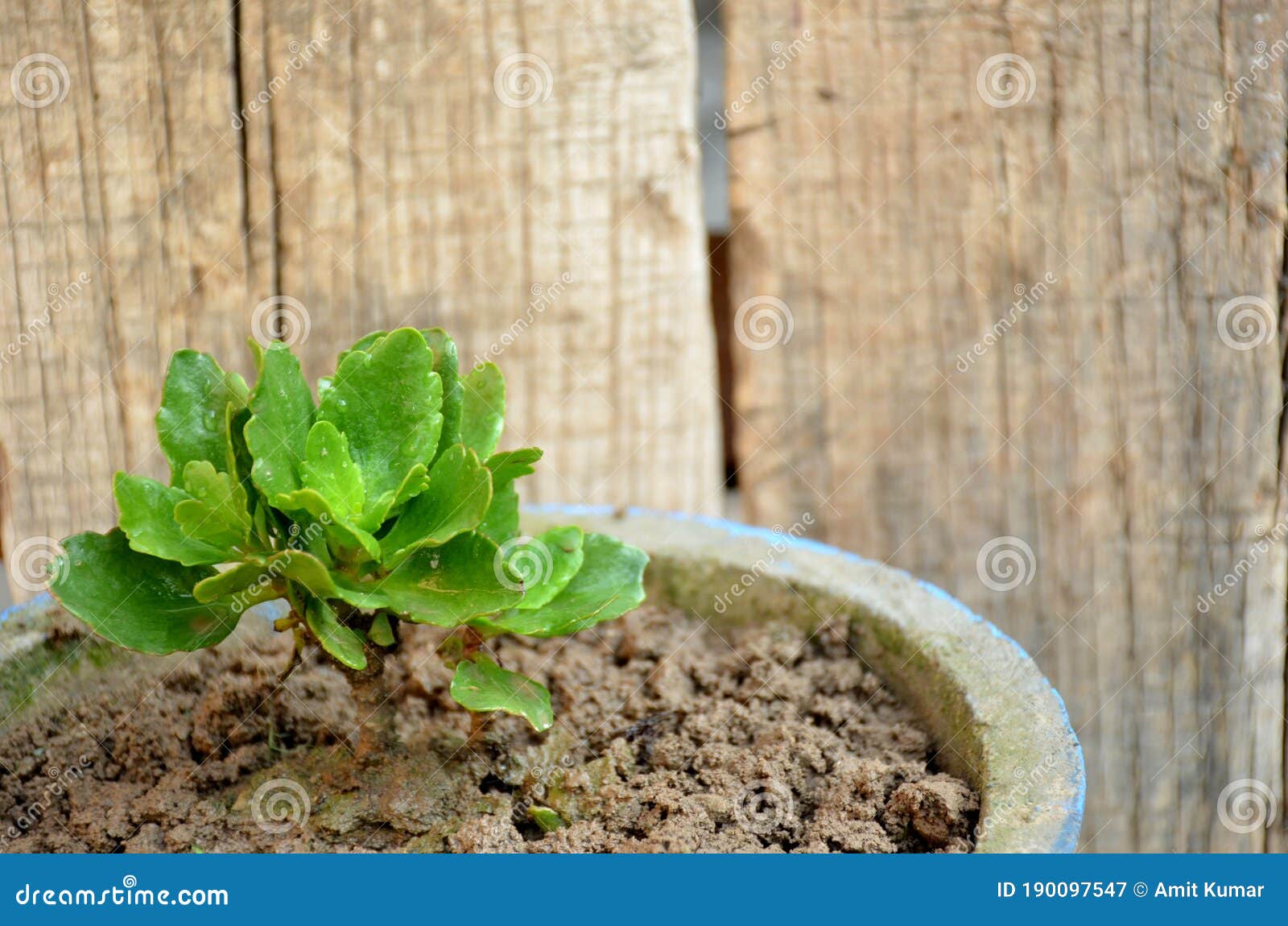 the green flower plant seedlings in  pote with wooden background.