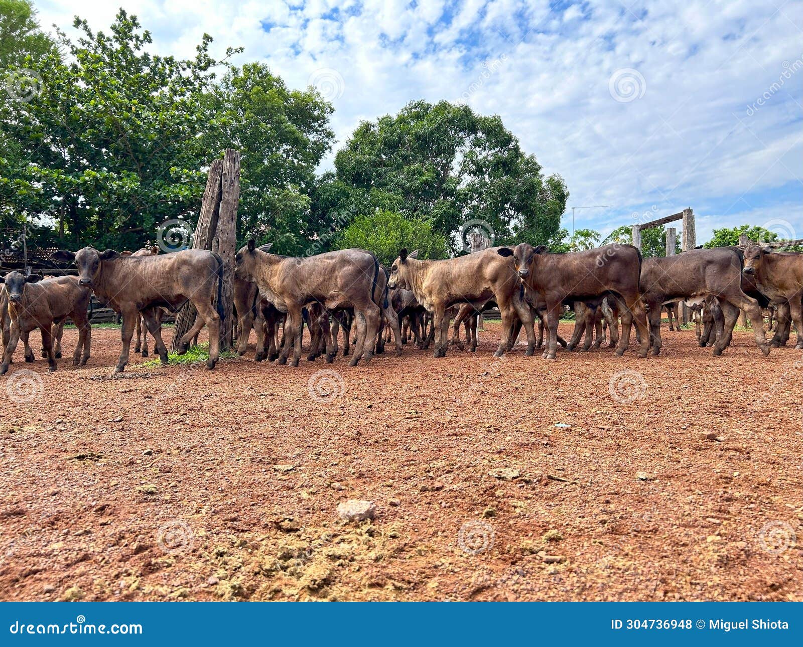 beautifull herd of nellore calves