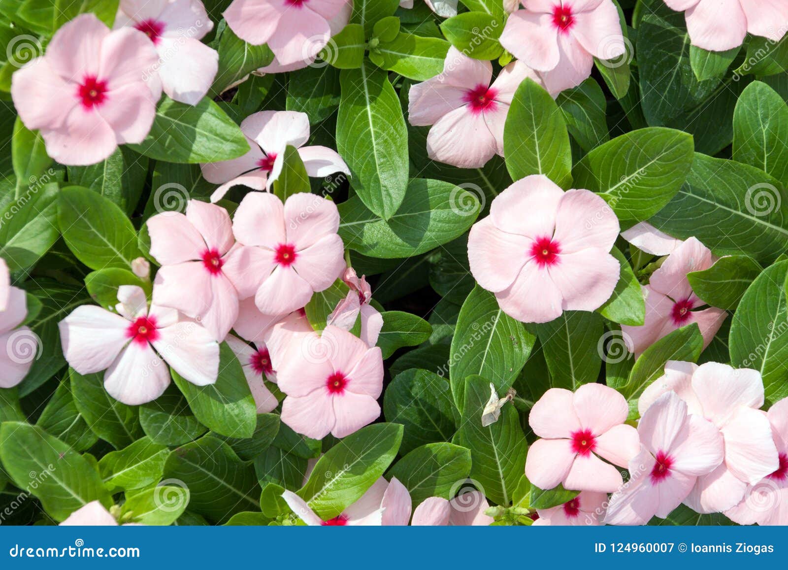 Pink Flowers with Green Leafs As Backround Stock Image - Image of ...