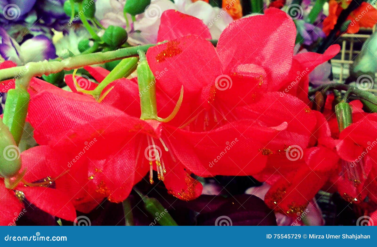 Beautifull Red Flowers editorial stock image. Image of flowers - 75545729