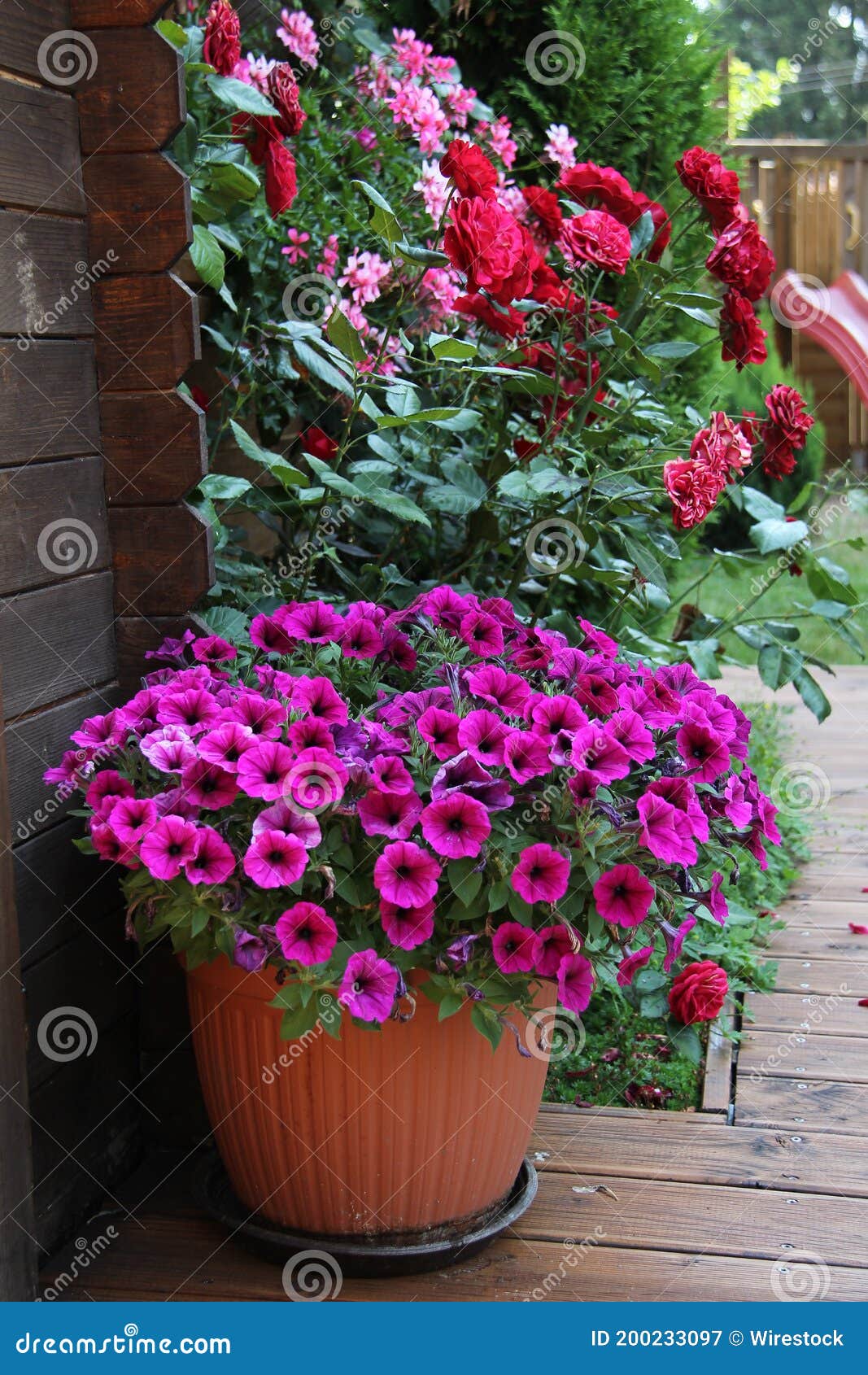 Beautifully Blossomed Colourful Flowers in the Pots Stock Image - Image ...