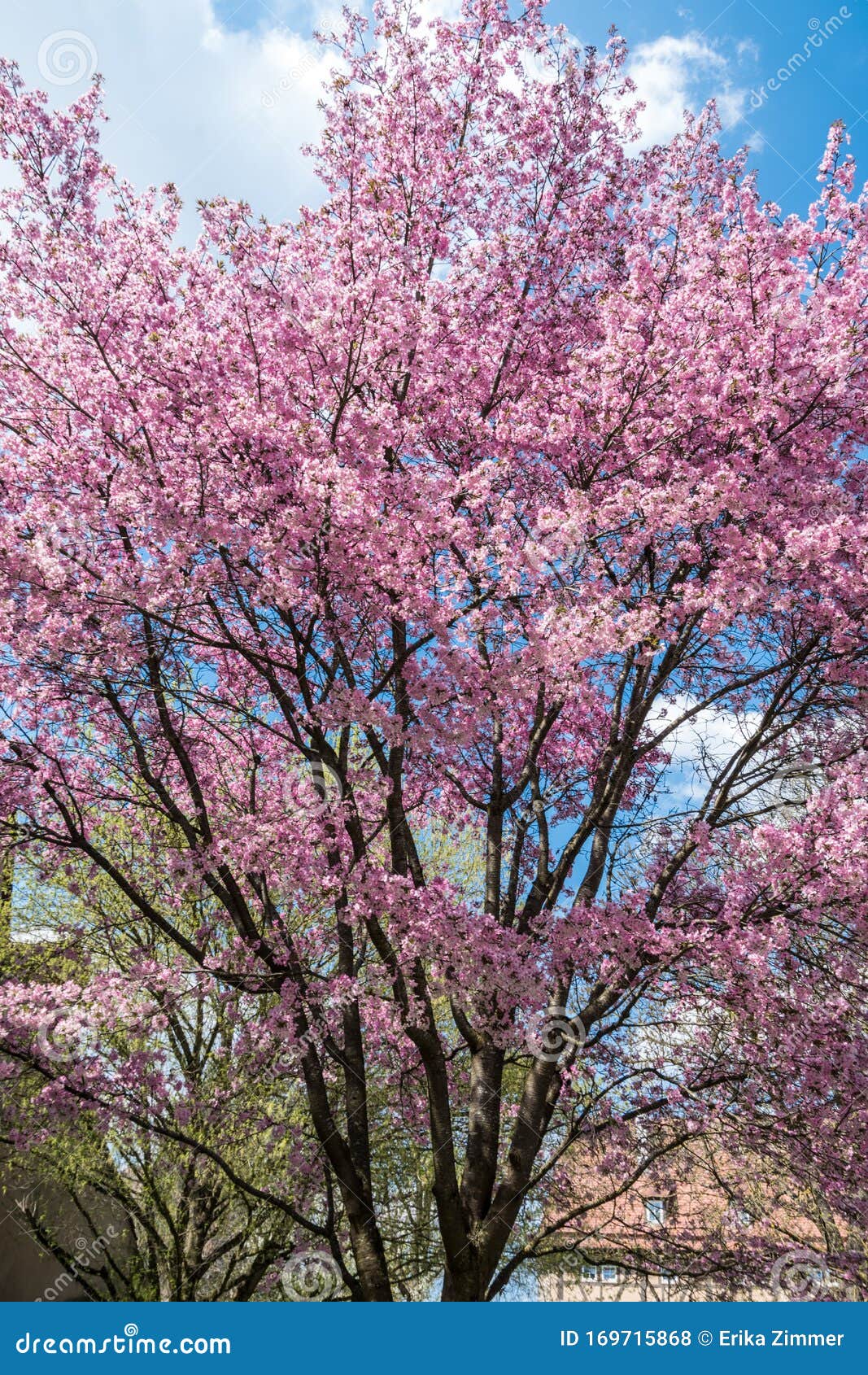 beautifully flowered tree with pink flowers