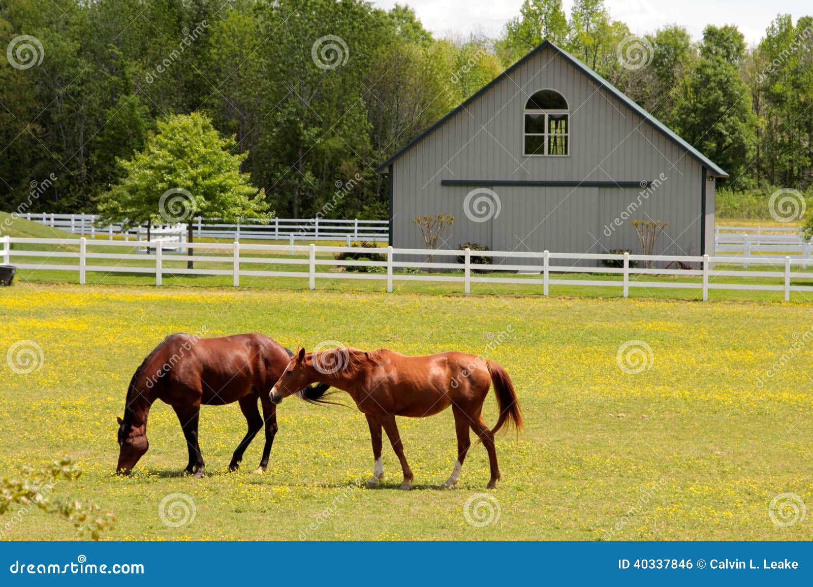 beautifully healthy horses grazing in an open field