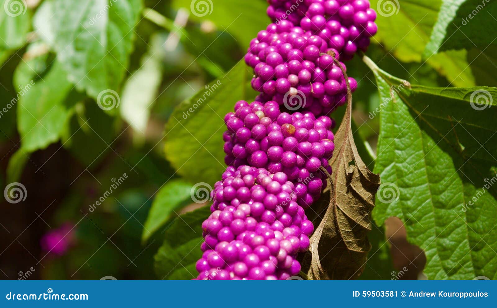 Beauty Berries stock image. Image of purple, outdoors 59503581
