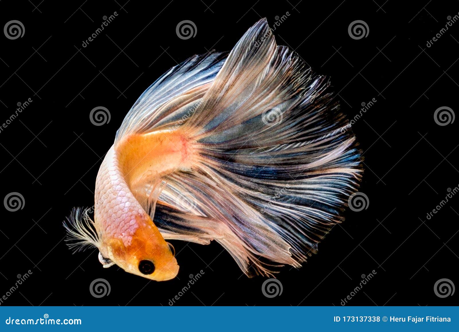 Beauty of Betta Fish Dancing Stock Photo Image of dance, fish 173137338