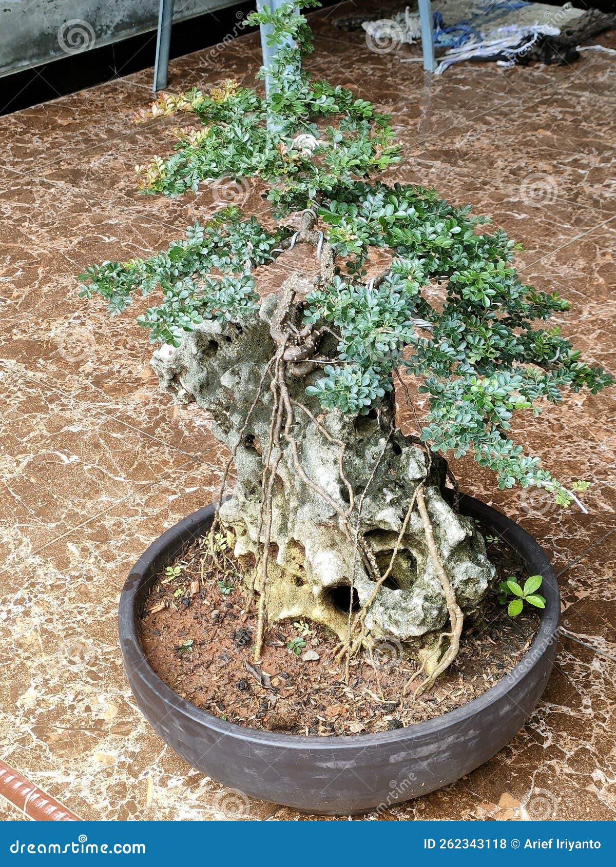 The Beauty of Bonsai Plants in Pots Stock Photo Image of bonsai