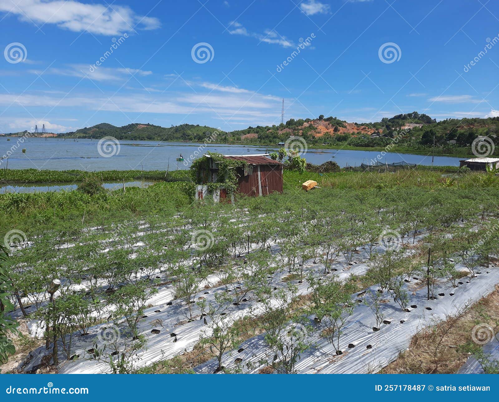 The Beauty of the Chili Garden Stock Image Image of wilderness