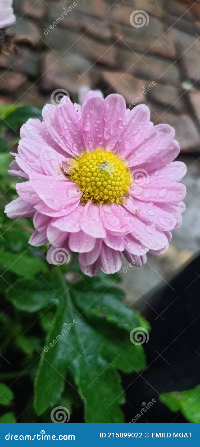 the beauty of the chrysanthemum when it bloomsÃ¯Â¿Â¼