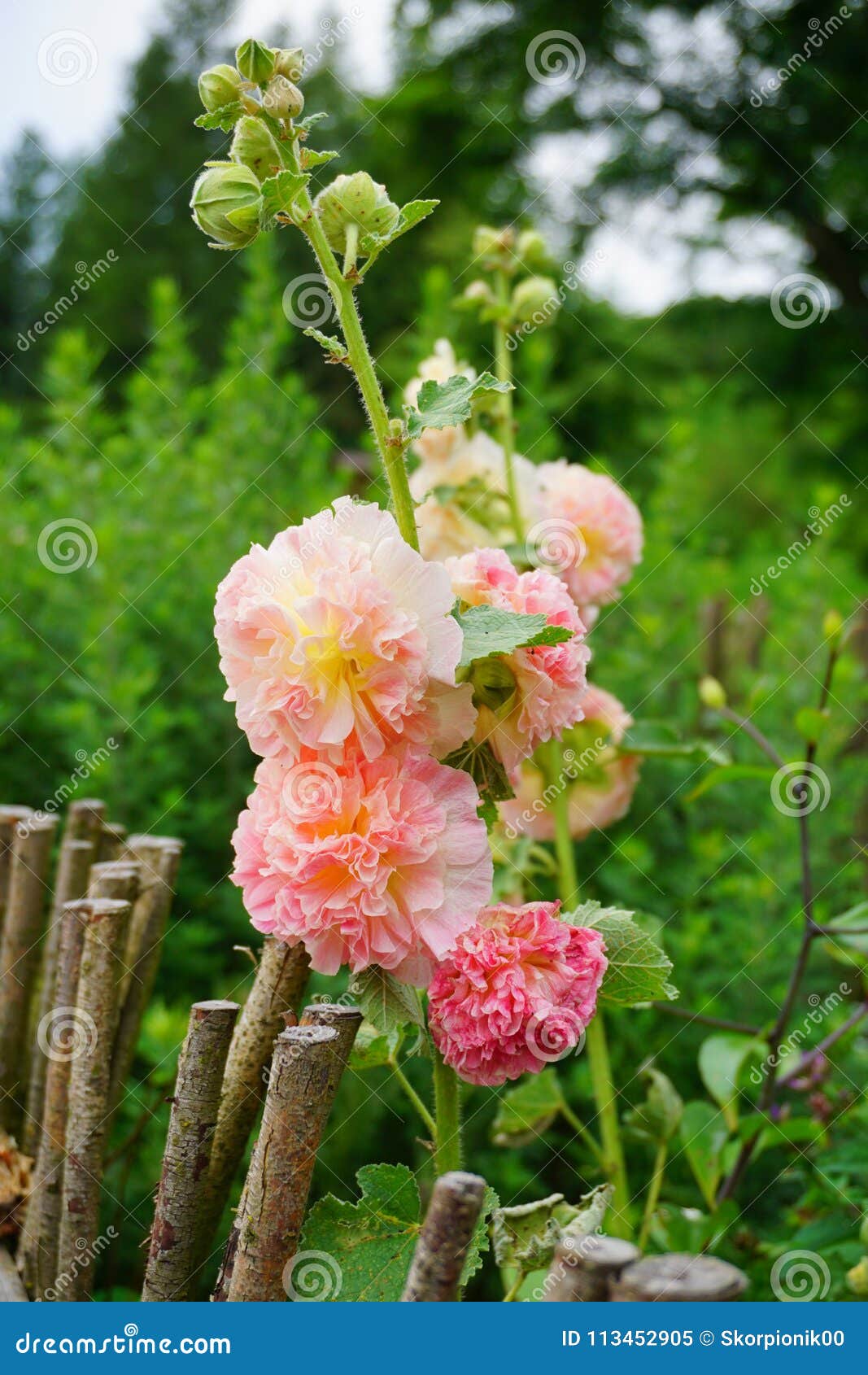 The Beauty of Decorative Mallow Flower in Garden -Hollyhock Charter`s  Double, Alcea Rosea Stock Image - Image of bright, floral: 113452905