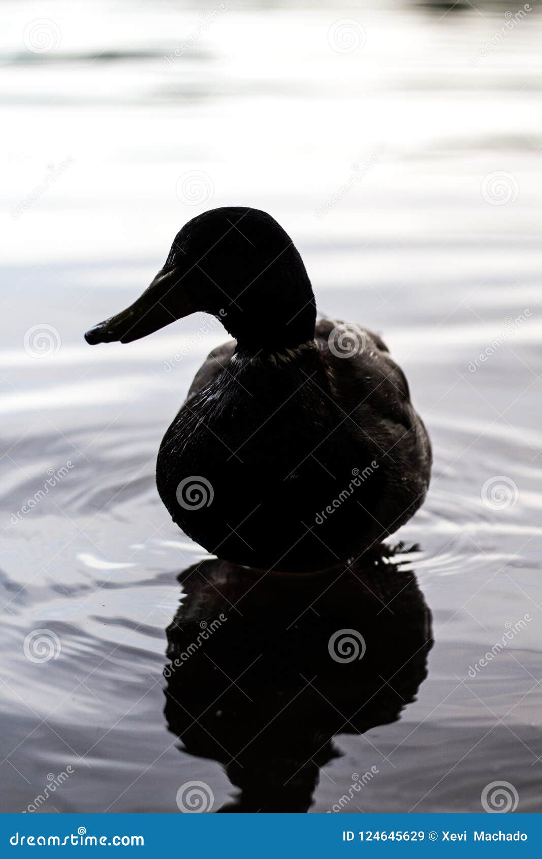 duck in the dark