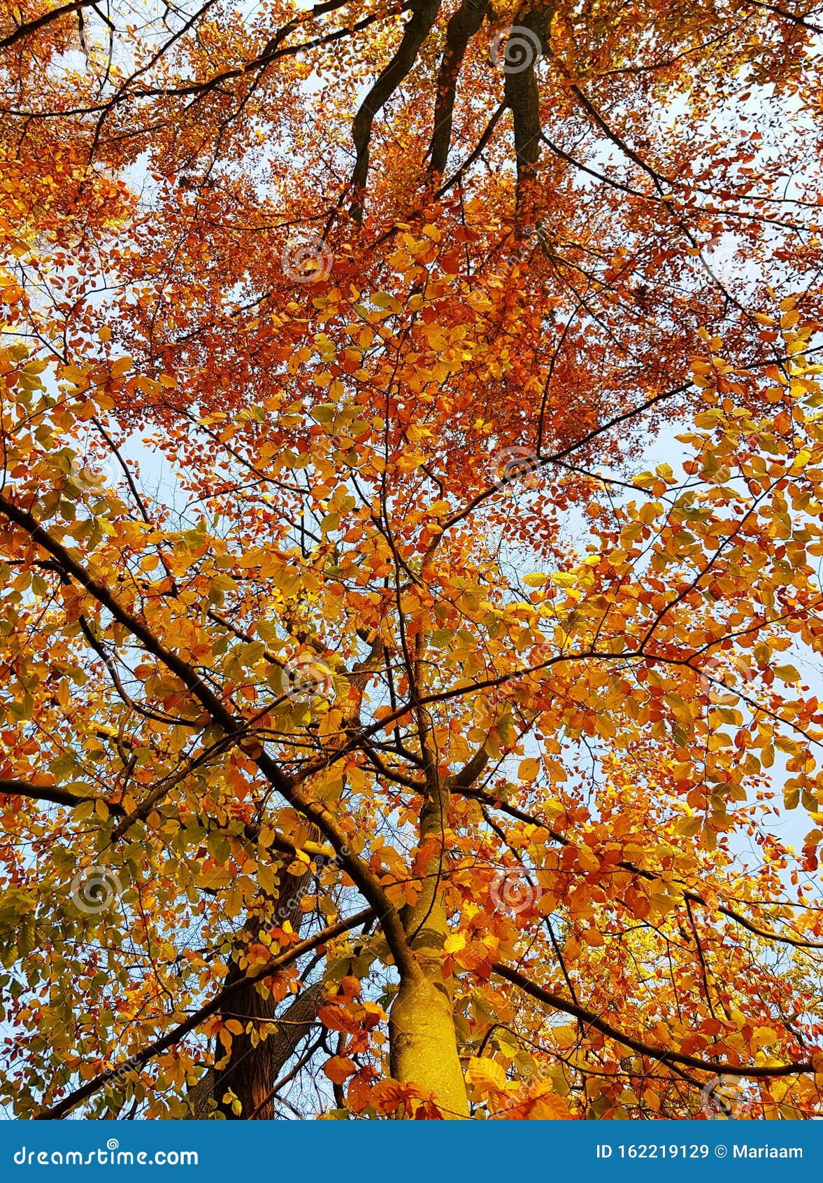 Indian Summer Time. Wonderful Colors of Autumn. Stock Image - Image of