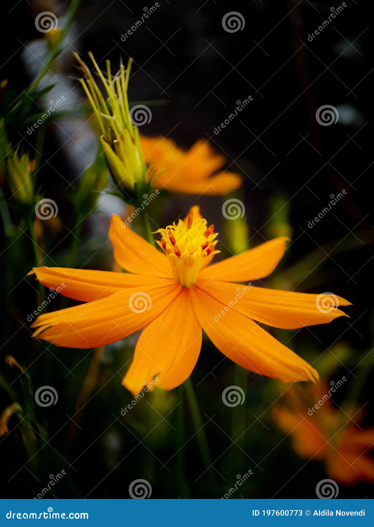 The Beauty of a Flower in Bloom Stock Image Image of bloom, tropical
