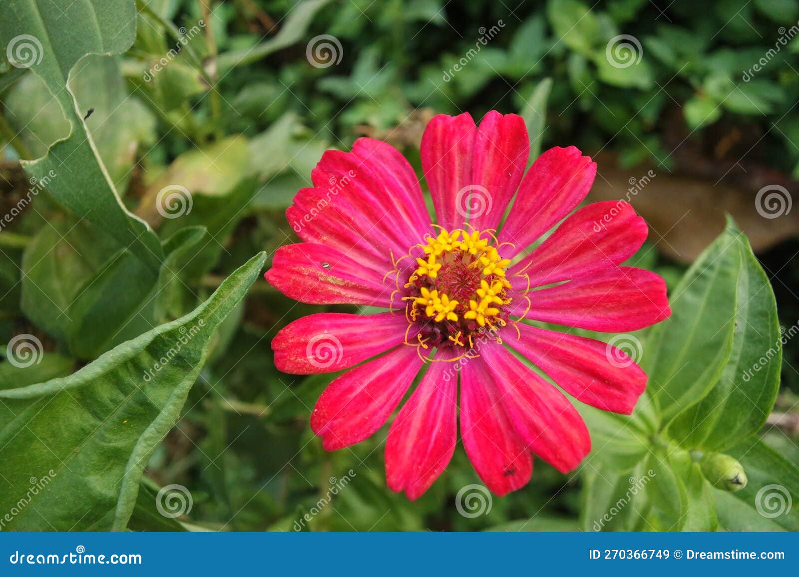 Beauty Flower in My Backyard Stock Image Image of backyard, pink