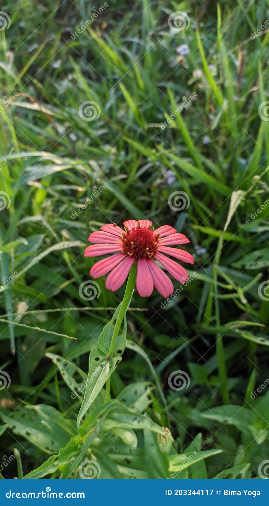 The Beauty of the Flowers that Bloom in the Morning Stock Image Image