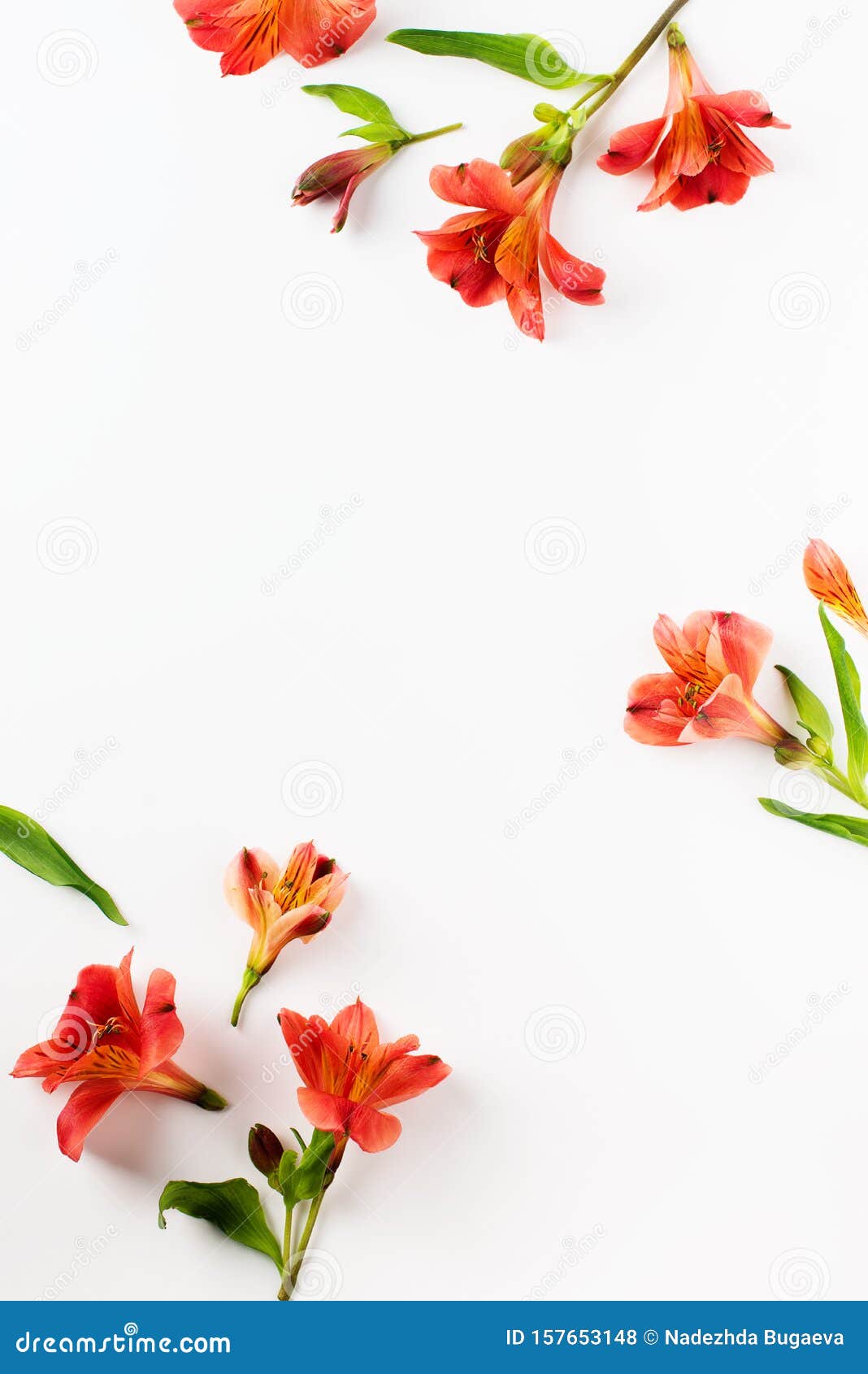 beauty flowers flat lay with red alstroemeria frame on white background