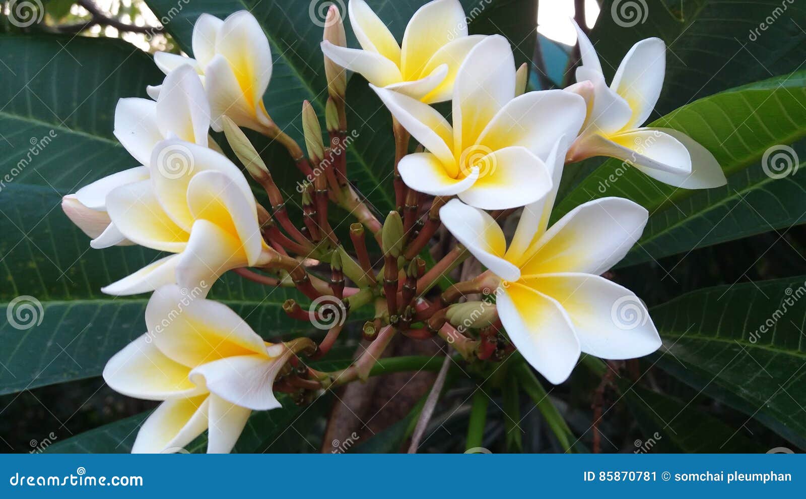 The Beauty of the Flowers, Suggests that There is Still Confidence and