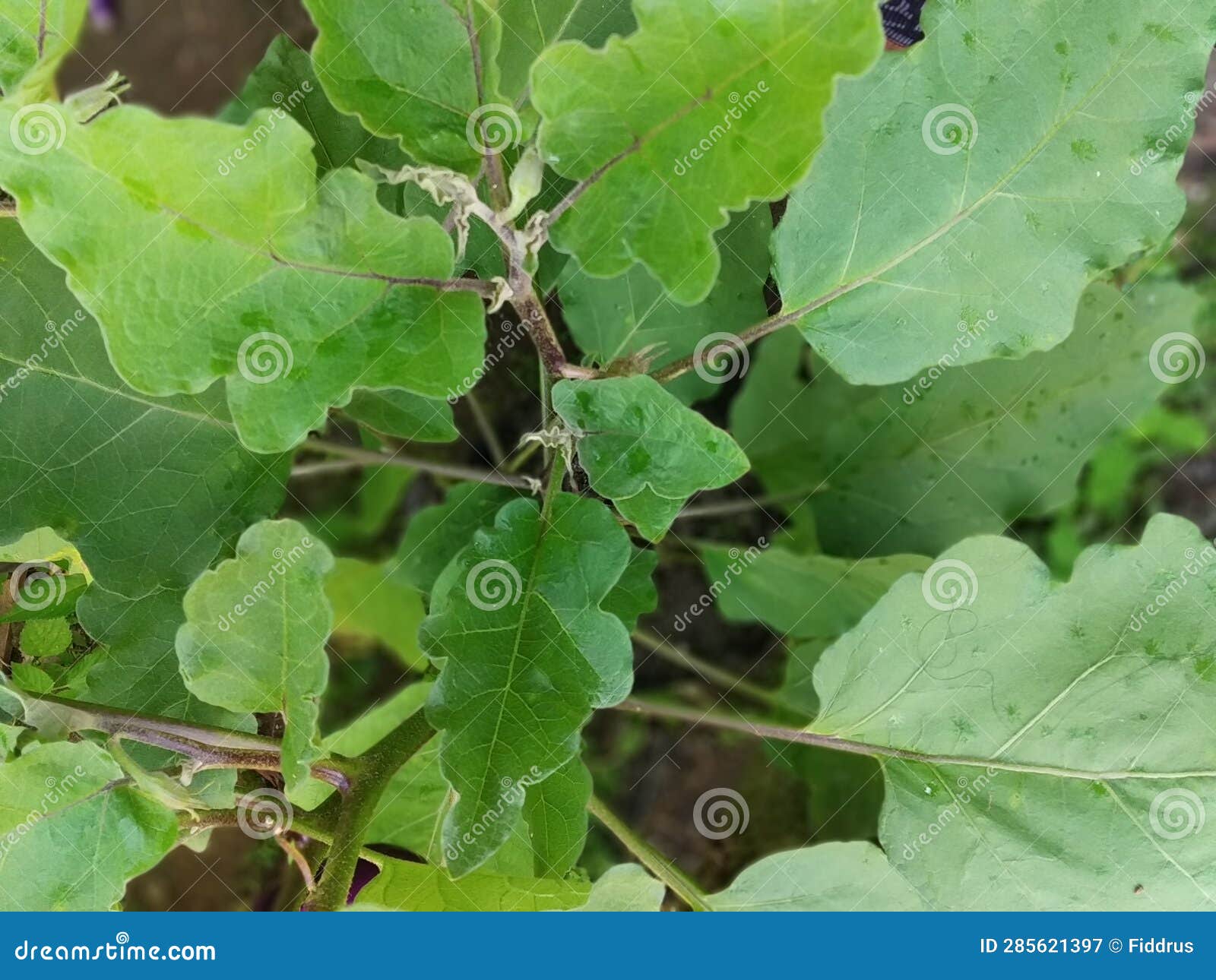 The Beauty of Fresh Green Eggplant Leaves? Stock Image Image of