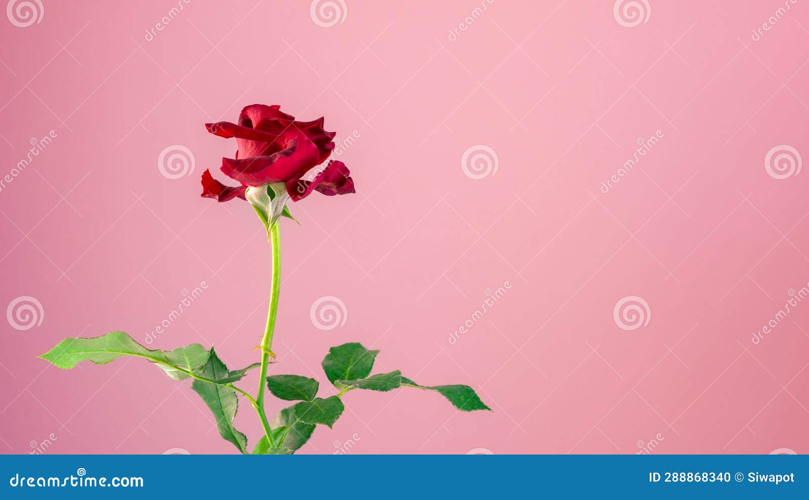 Beauty Fresh Red Rose on Pink Background Stock Photo Image of